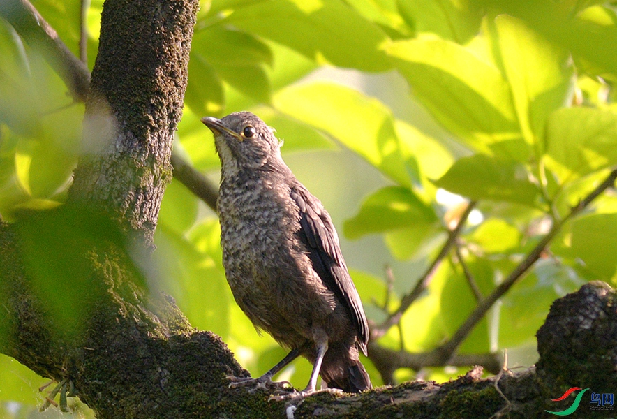 DSC_0454.JPG