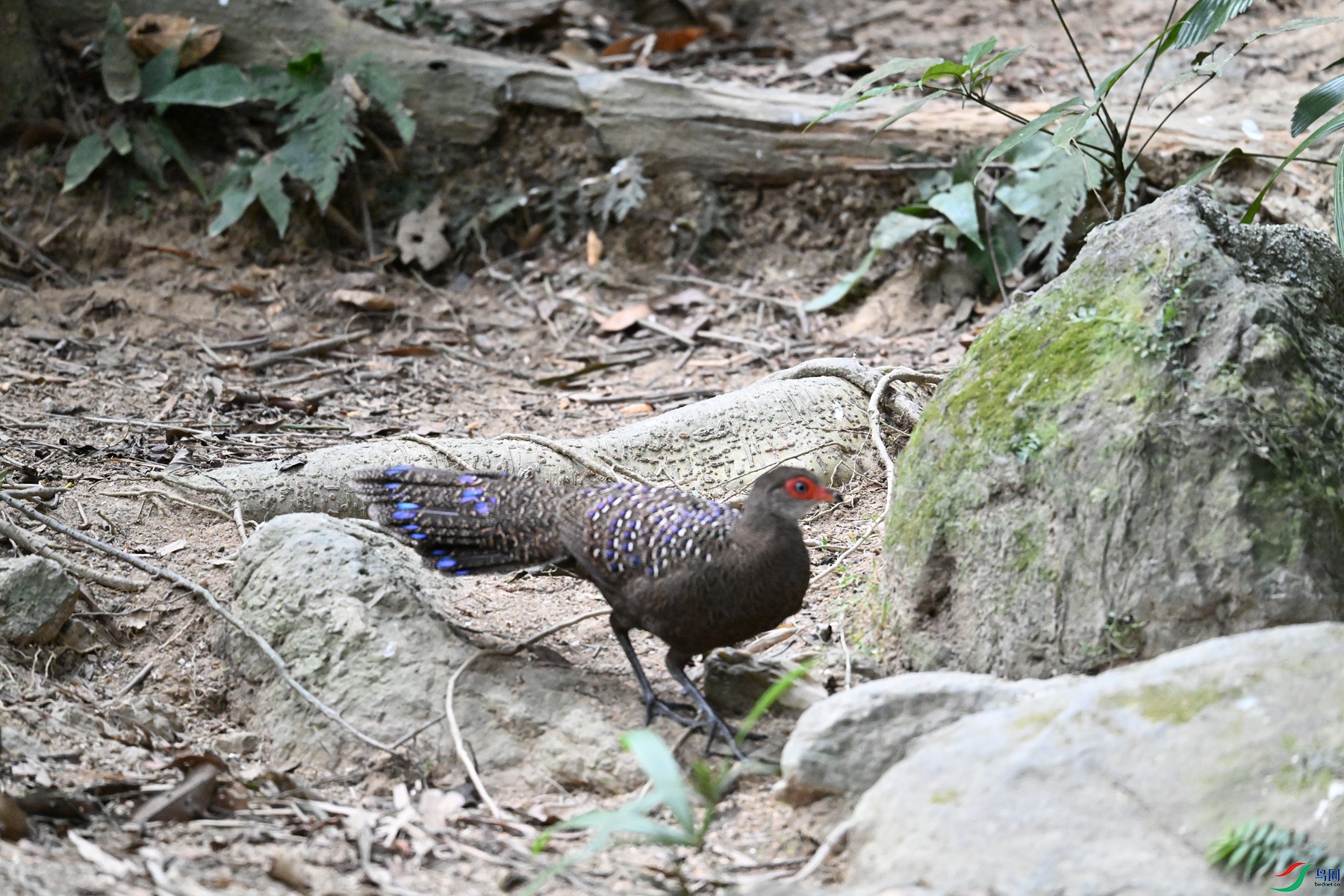 DSC_7683.JPG