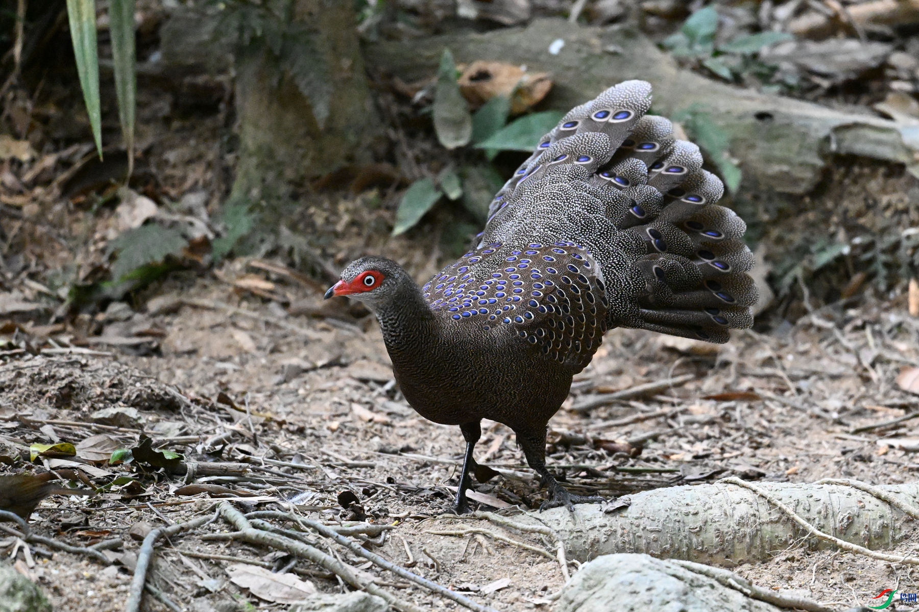 DSC_7703.JPG