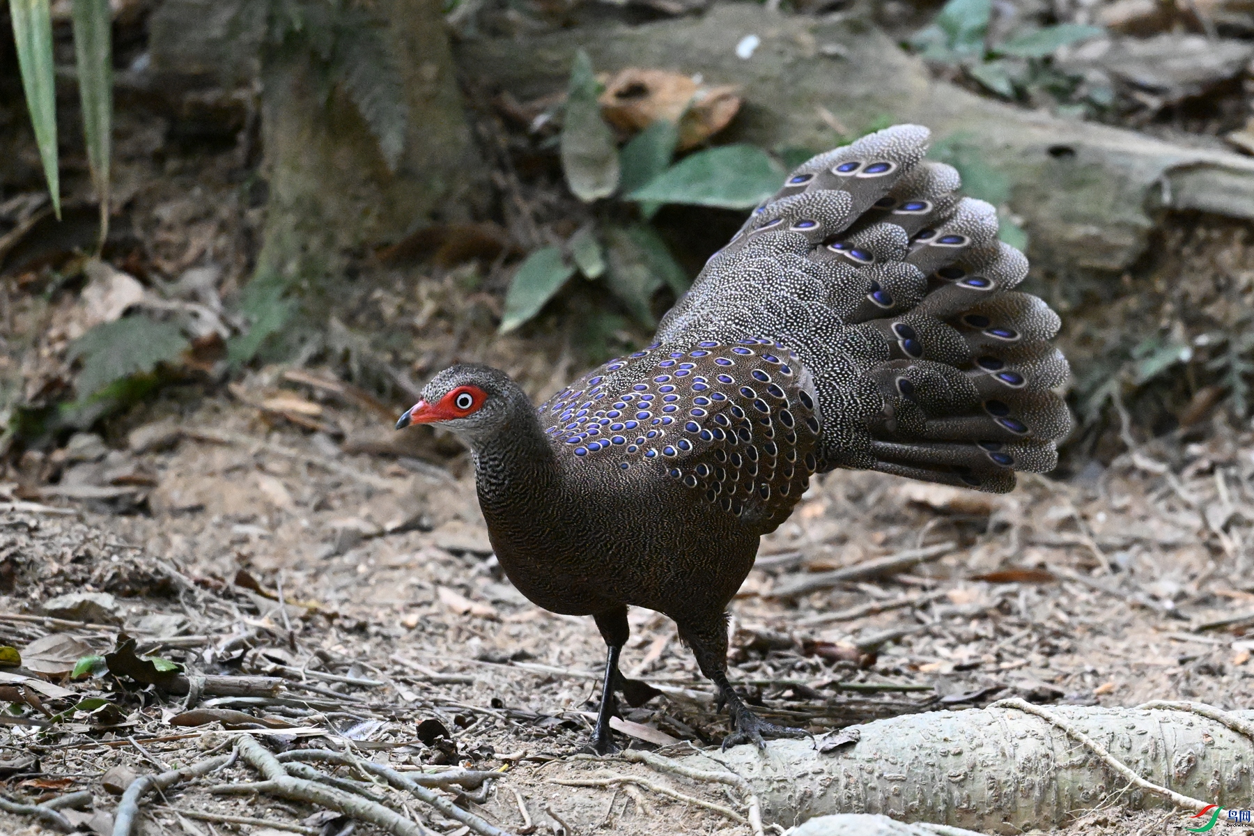 DSC_7705.JPG