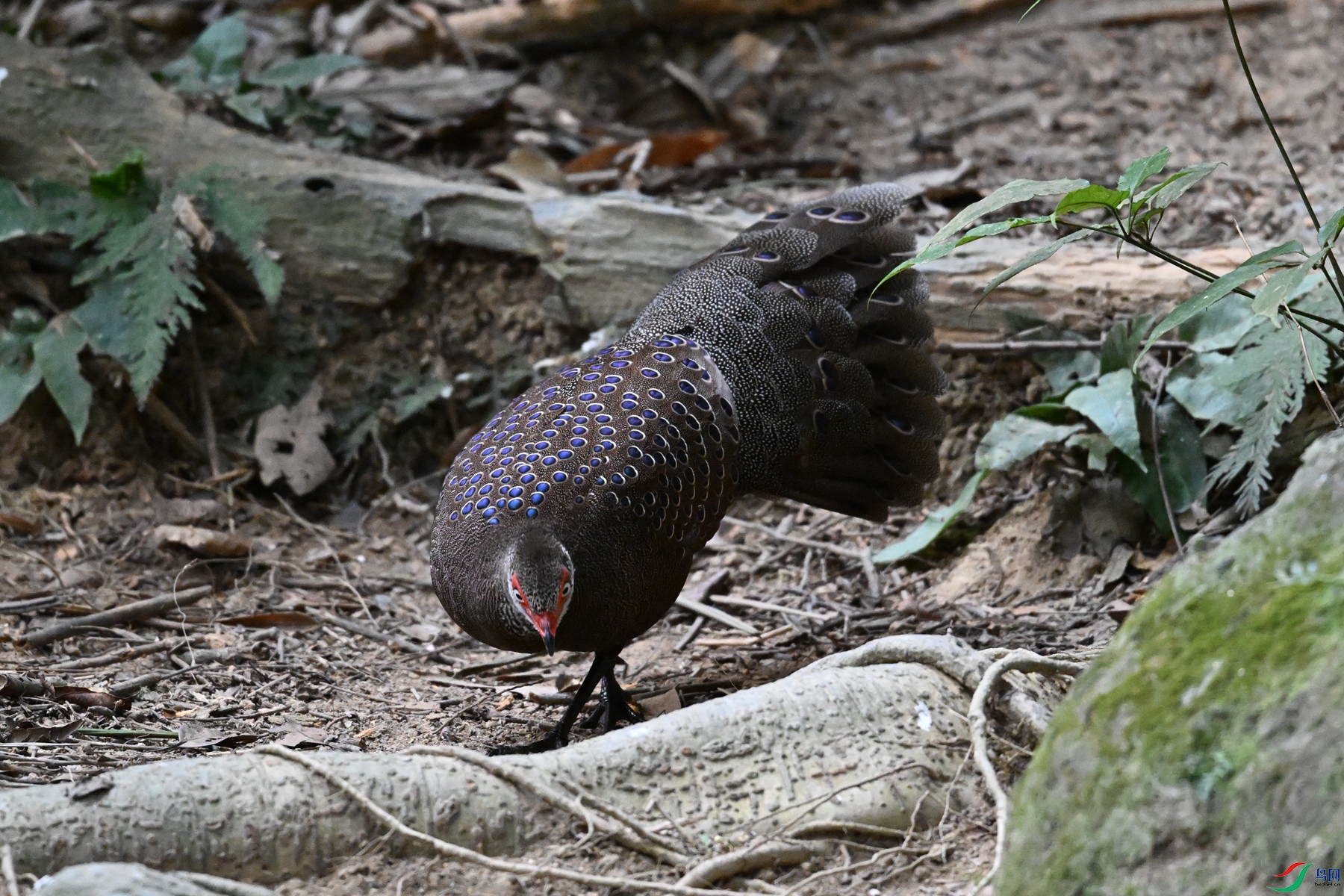 DSC_7690.JPG