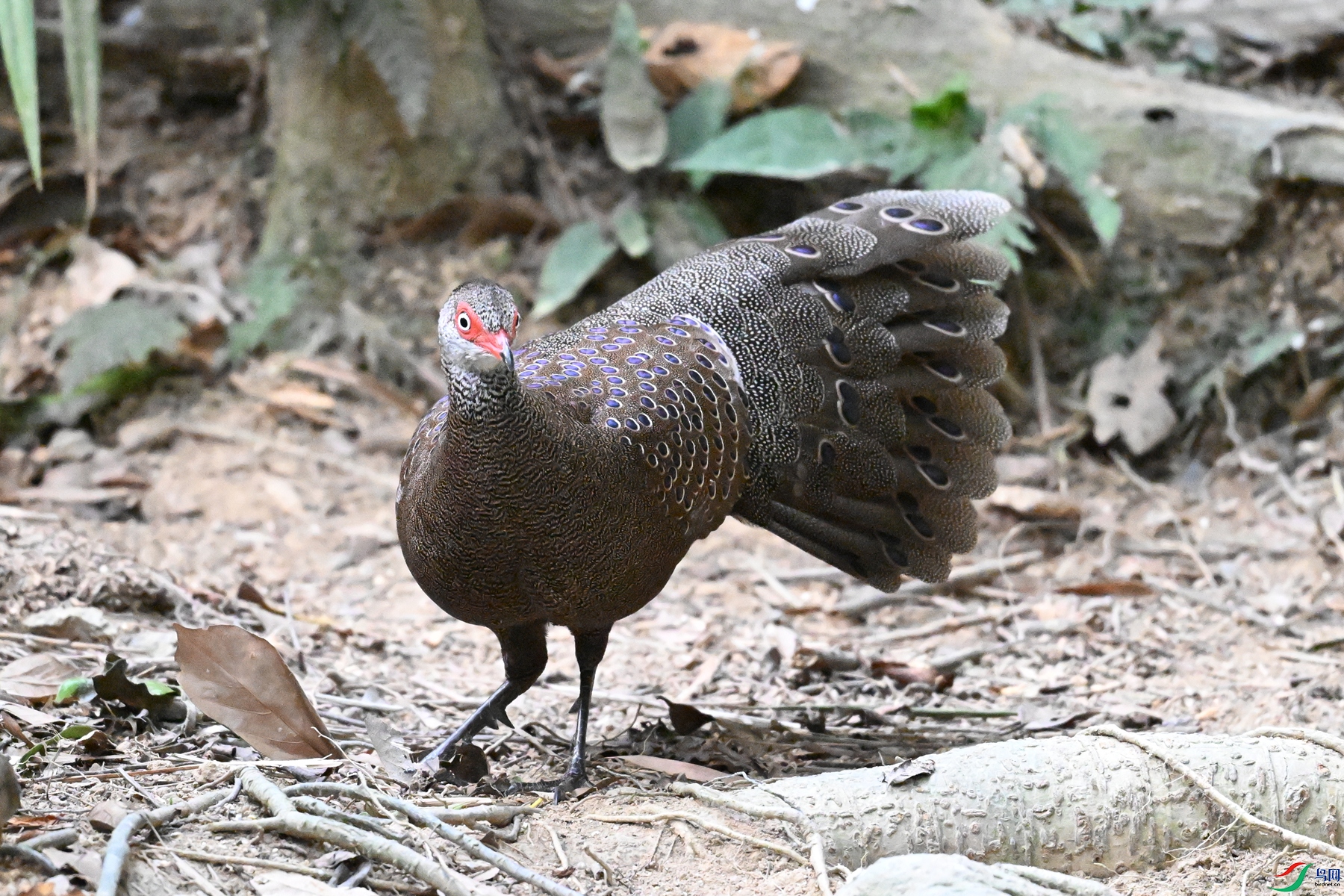 DSC_7713.JPG