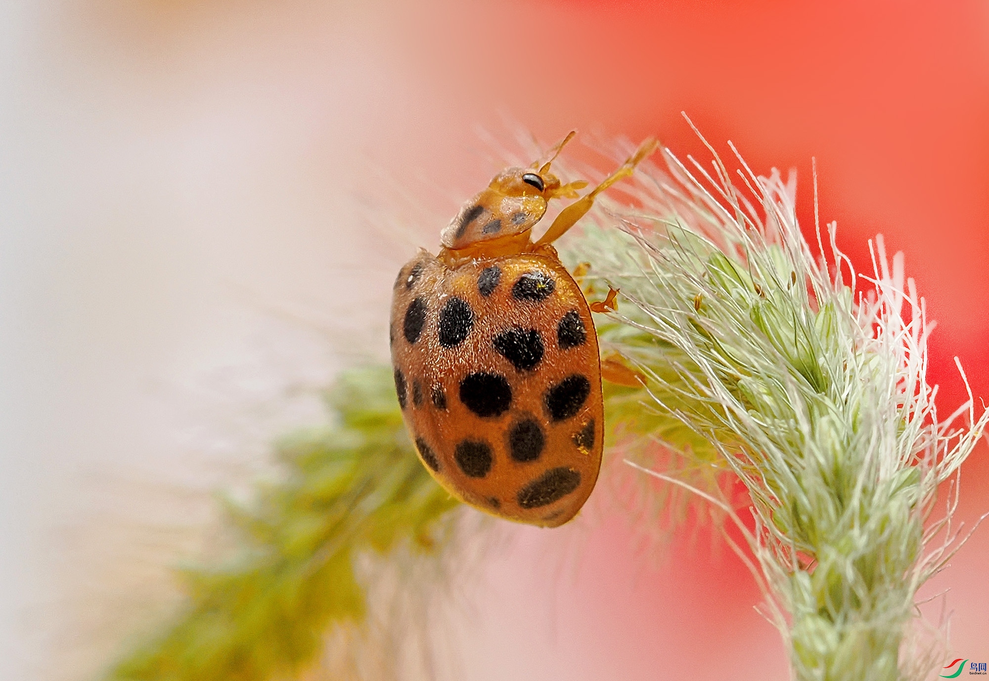 P8050064 ����.jpg