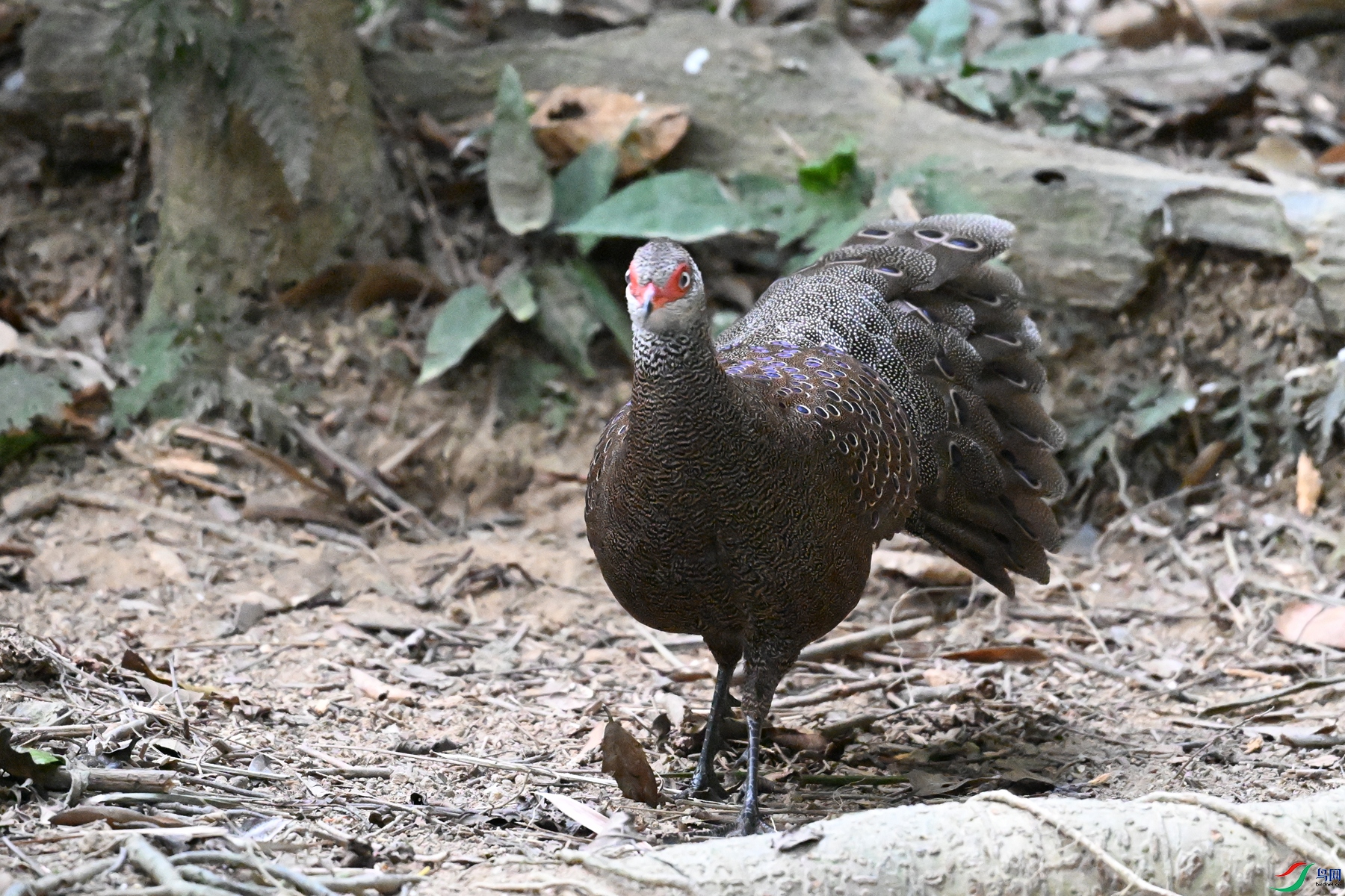 DSC_7699.JPG