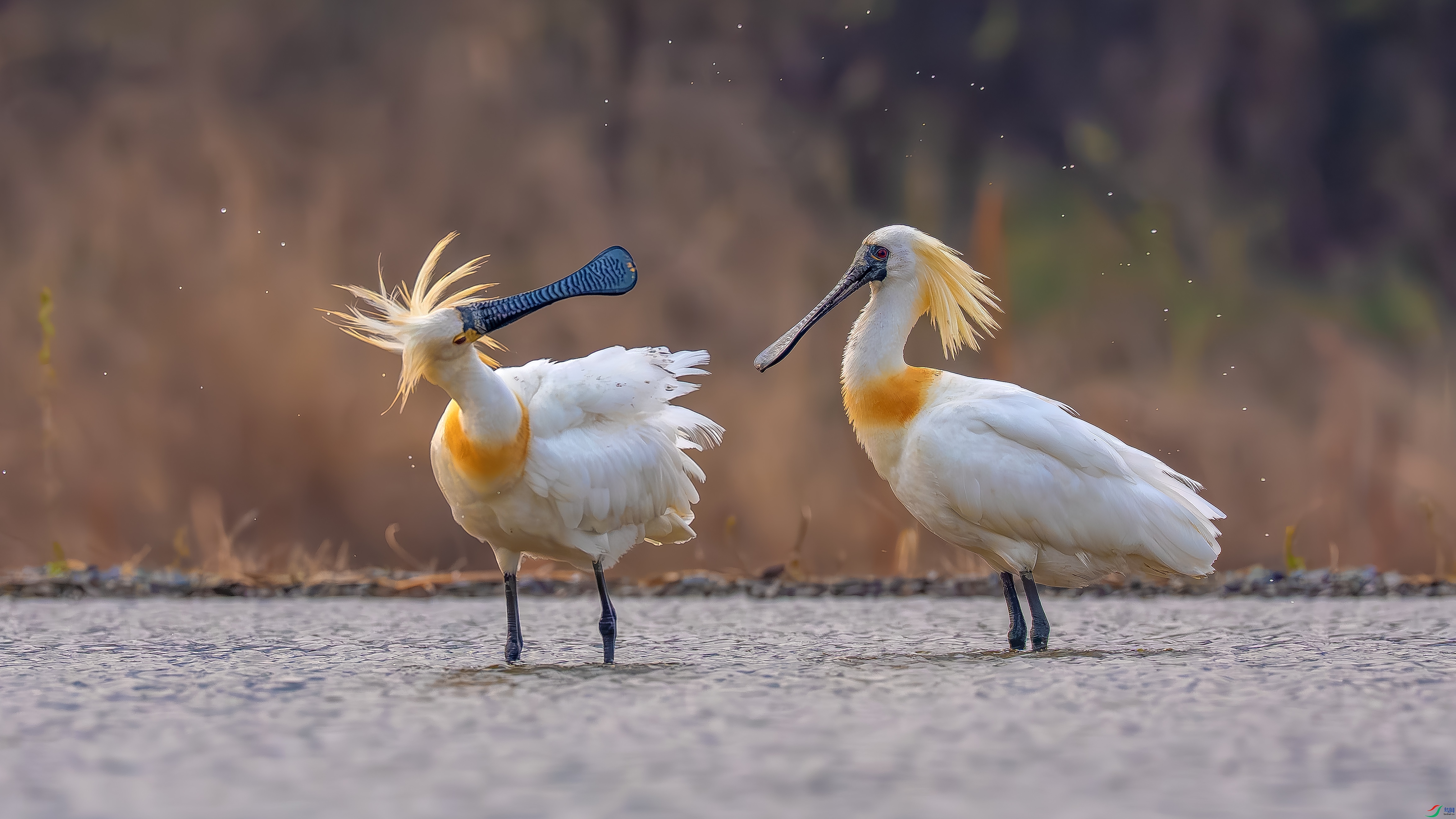 DSC08290 ����.jpg