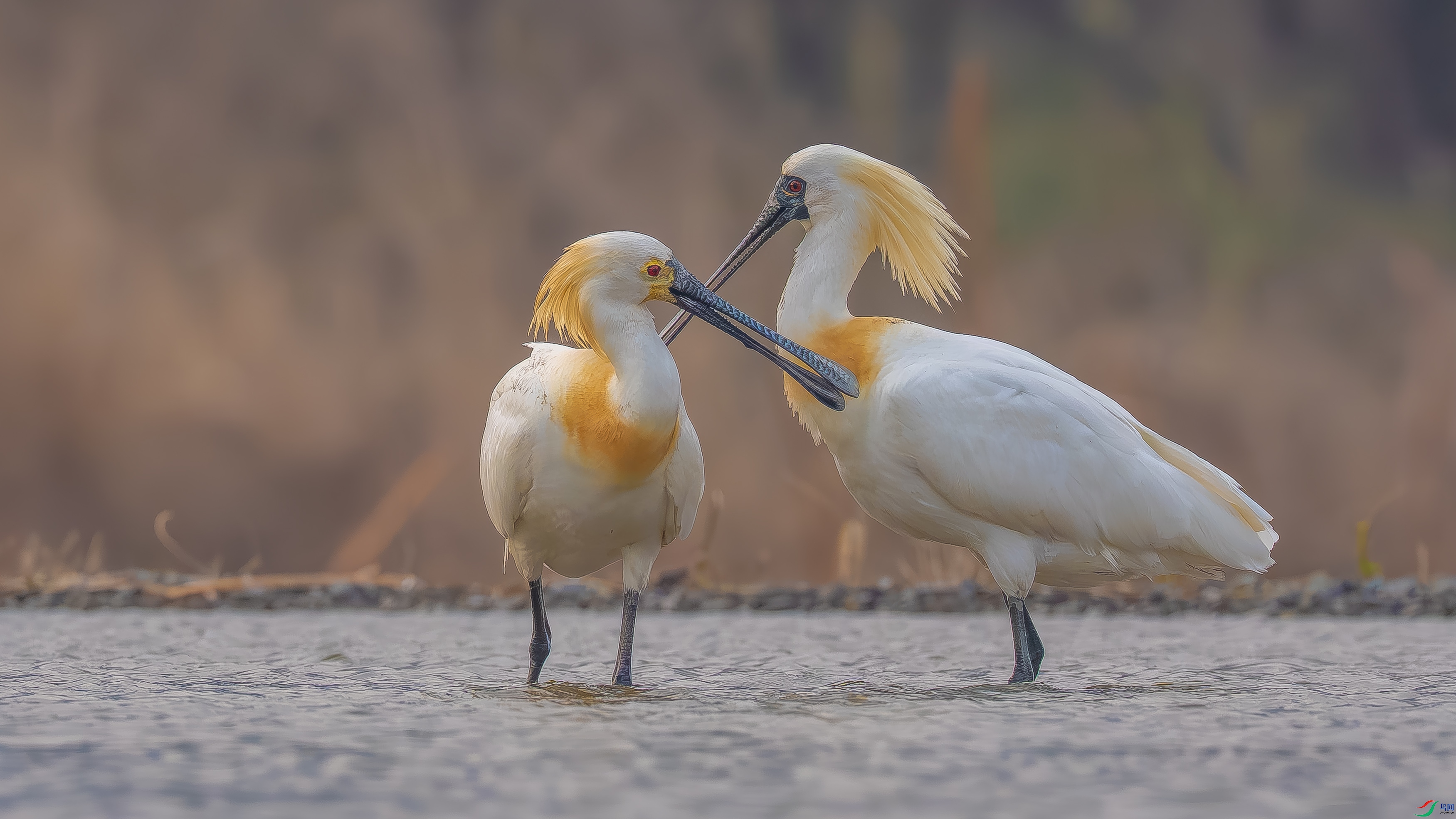 DSC08066 ����.jpg