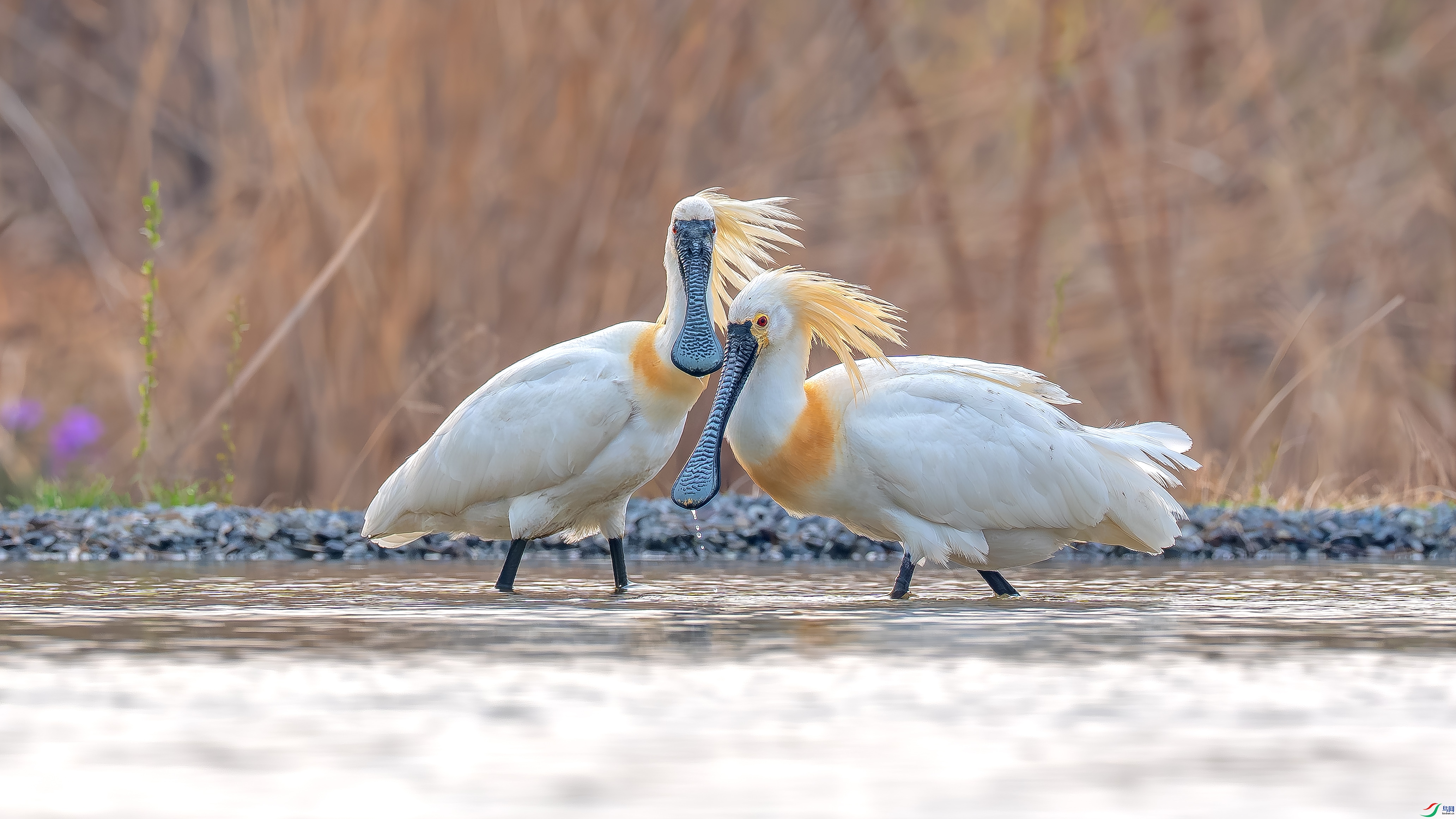 DSC09493 ����.jpg