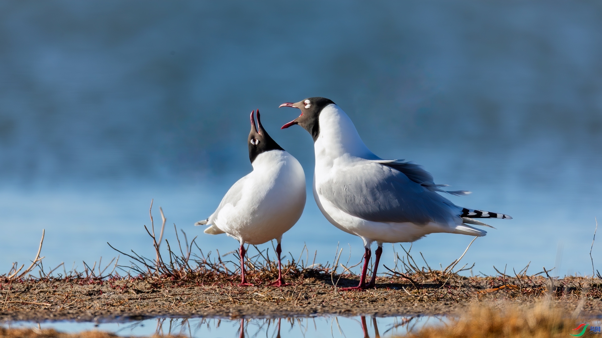 4.23JN���������ʦ��Ʒ   ���� ��ף���ٻ����������.jpg