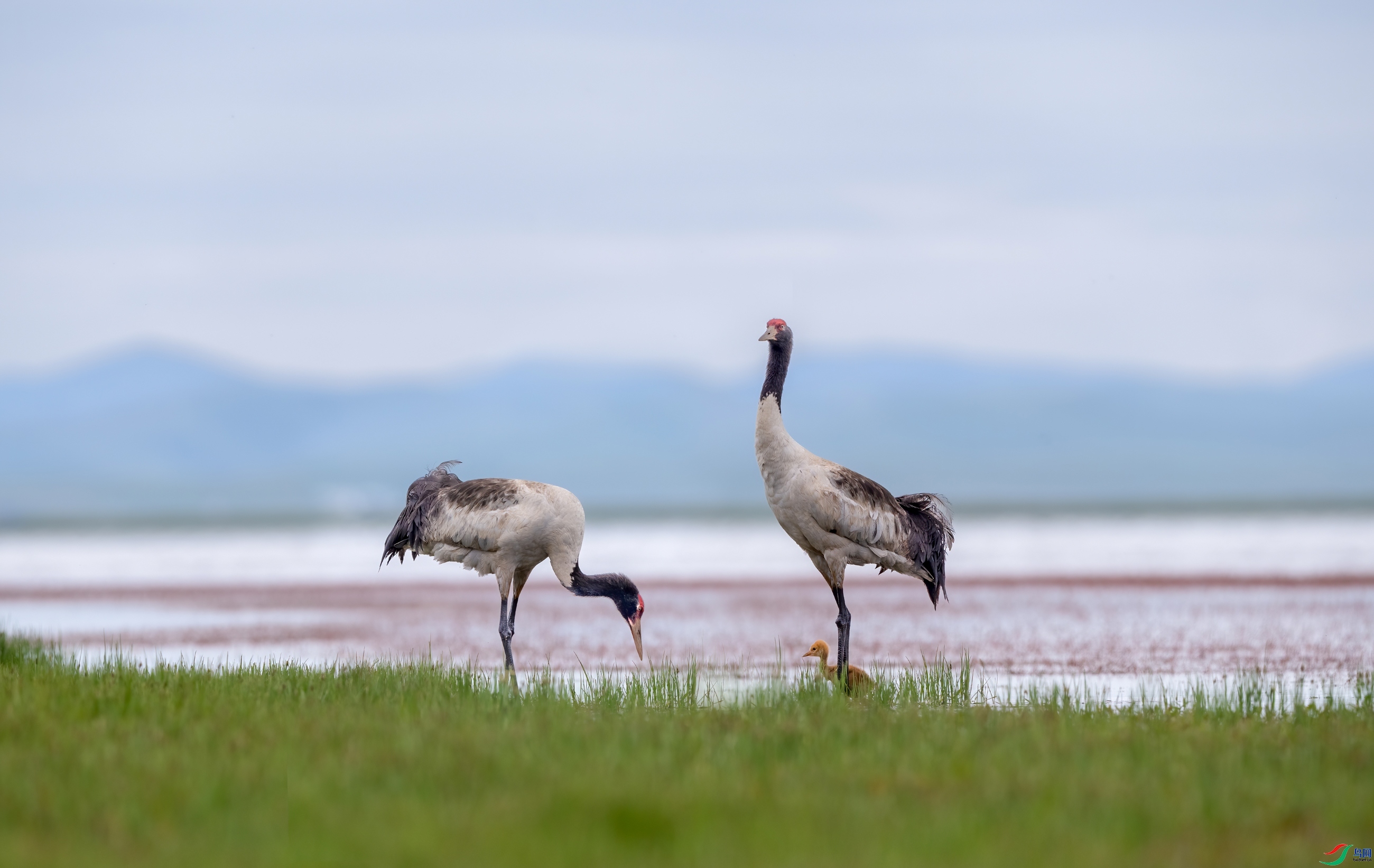 4.23��Ͽ֮����ʦ��Ʒ   ������ ��ף���ٻ����������.jpg