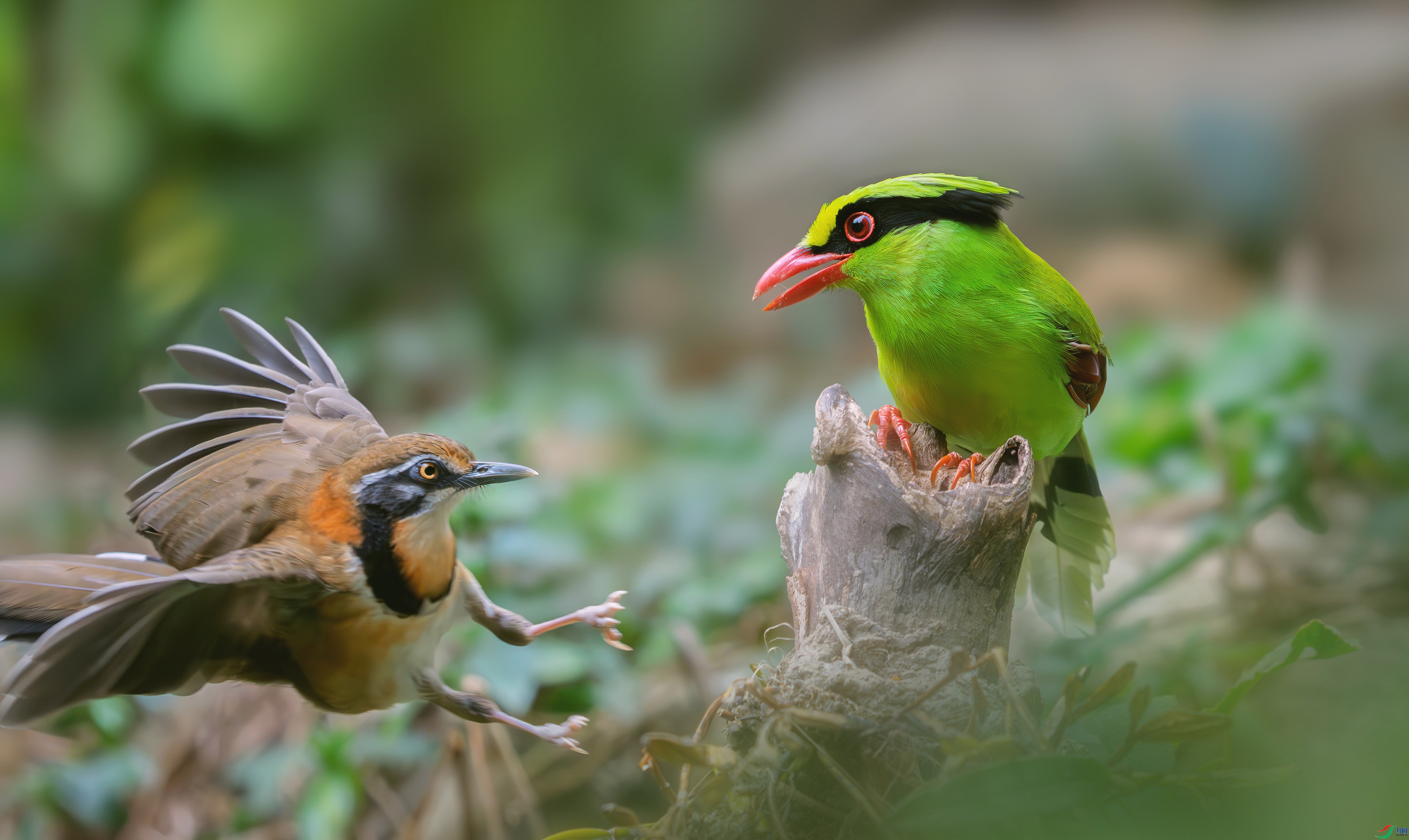 4.25С�׺���ʦ��Ʒ   ��� vs ��ţ ��ף���ٻ����������.jpg