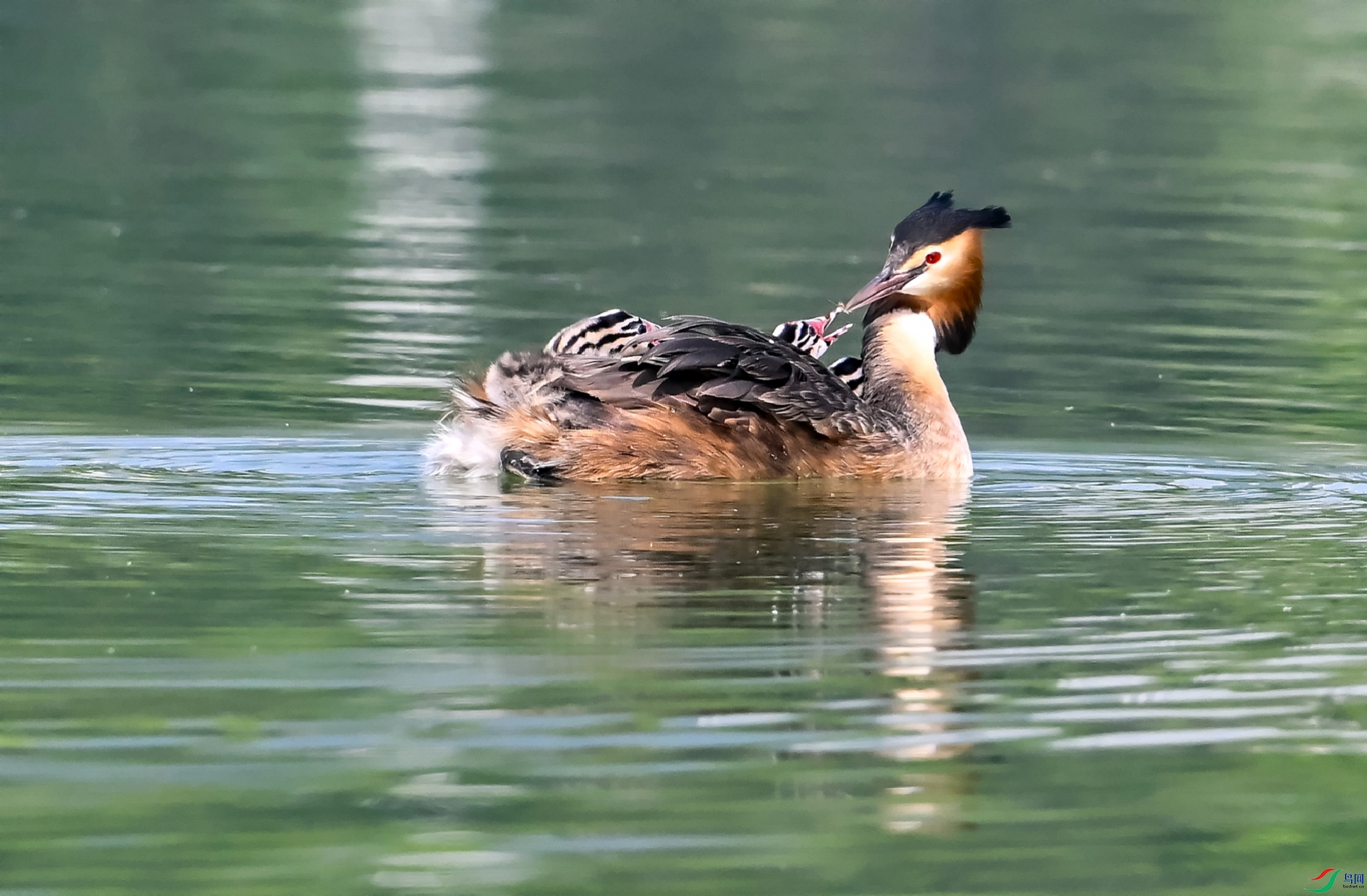 DSC_1398---_conew1.jpg