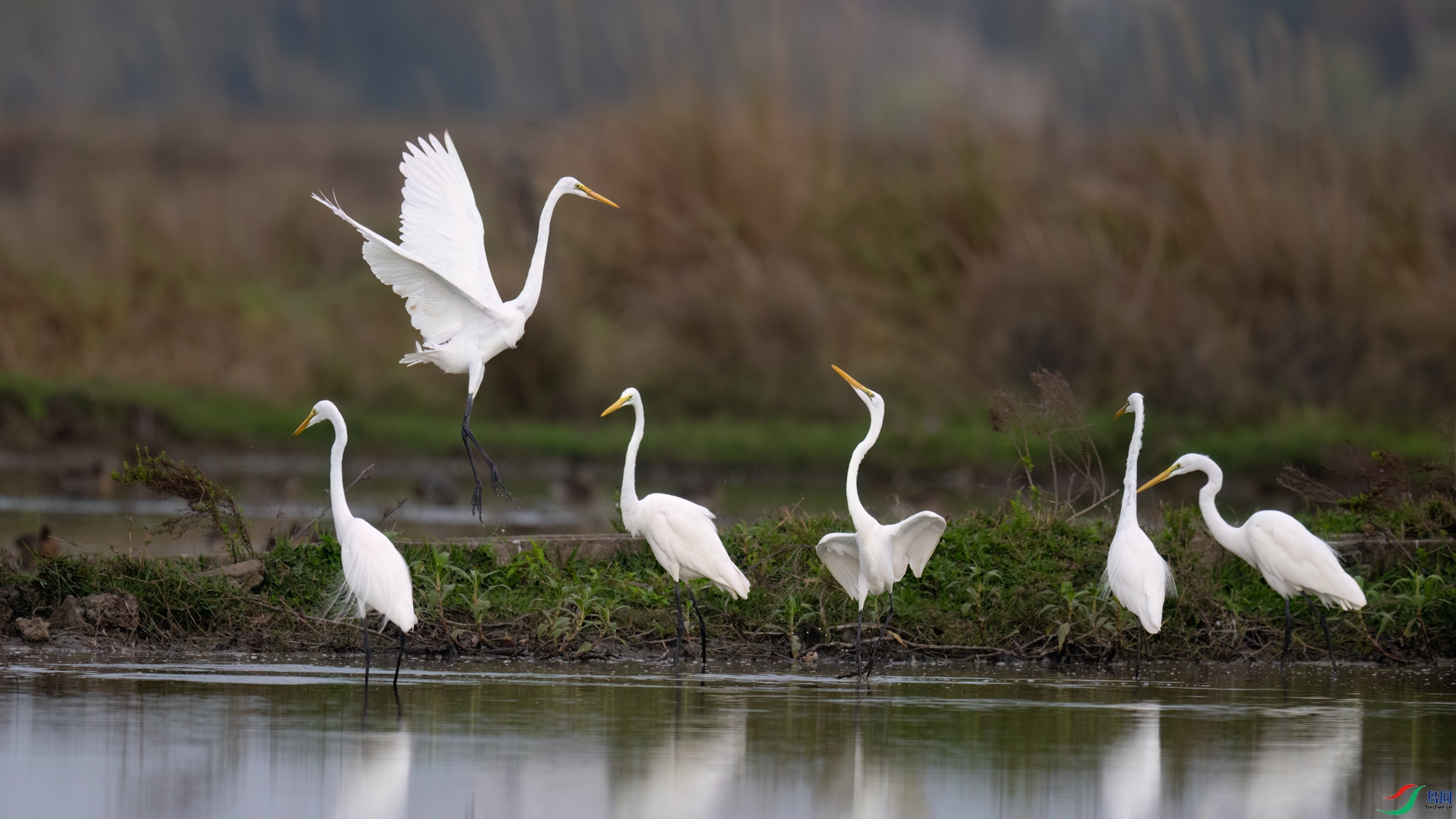 DSC_7976sen2026-2-20-19-�༭.jpg