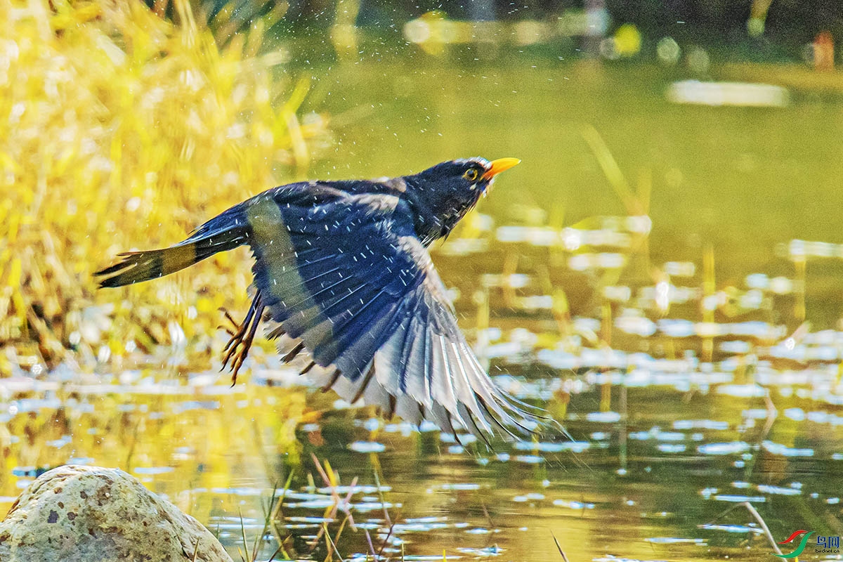 DSC_9337.jpg