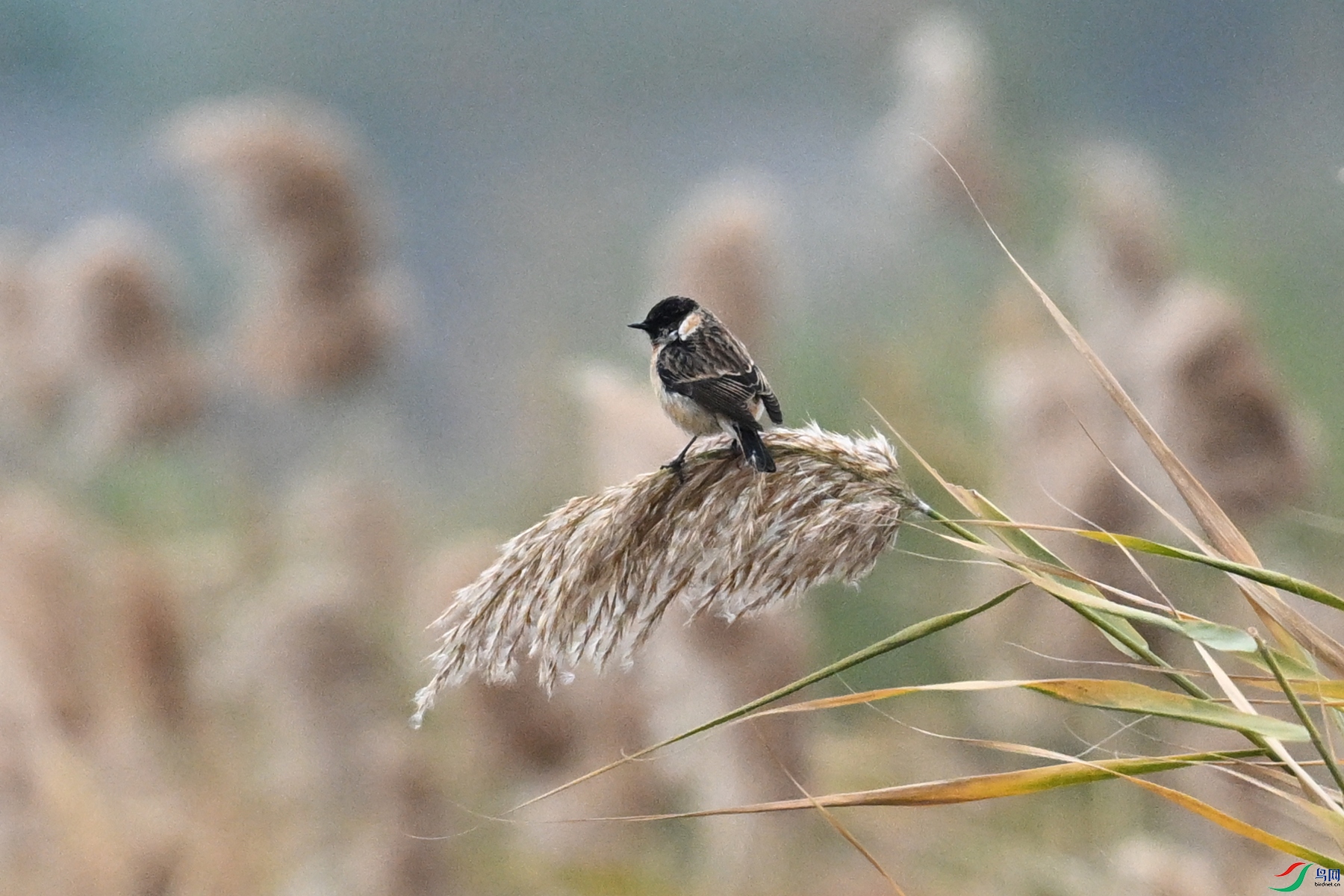 DSC_7815.JPG