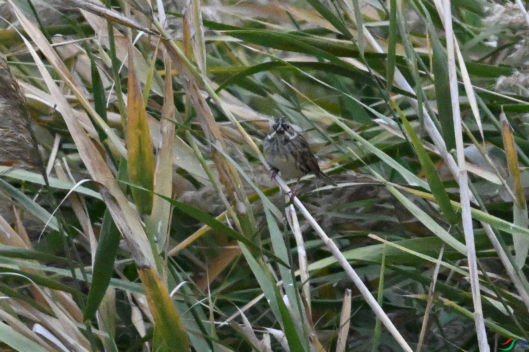 DSC_7798.JPG