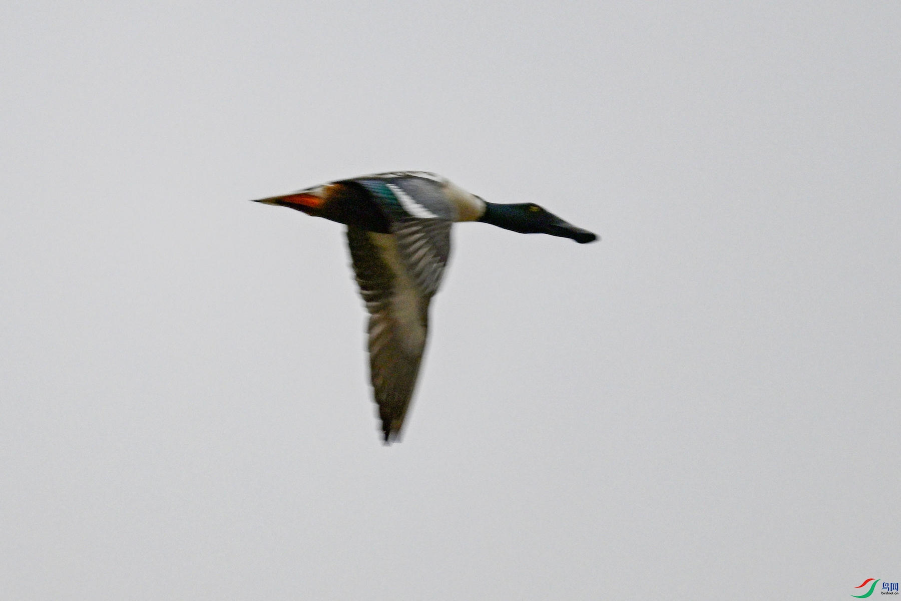 DSC_7822.JPG