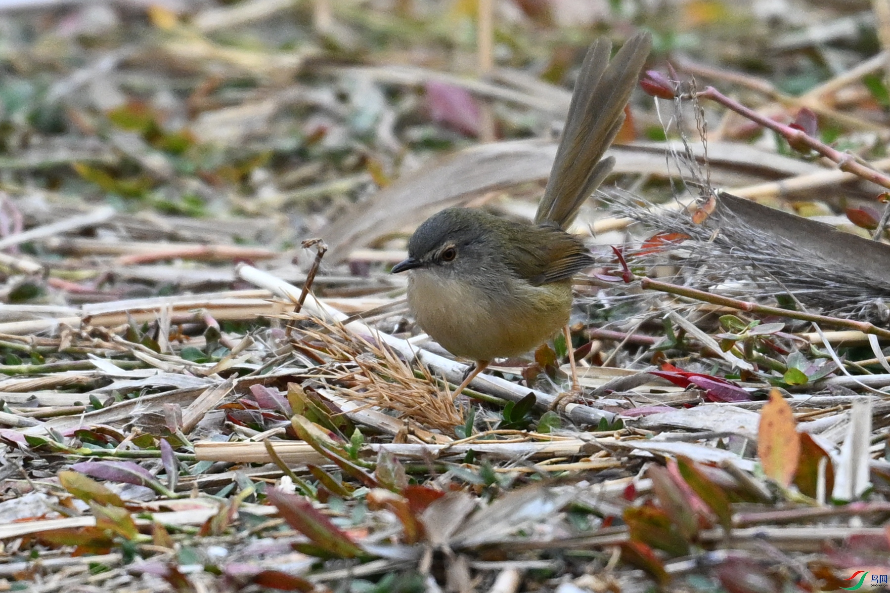 DSC_7828.JPG