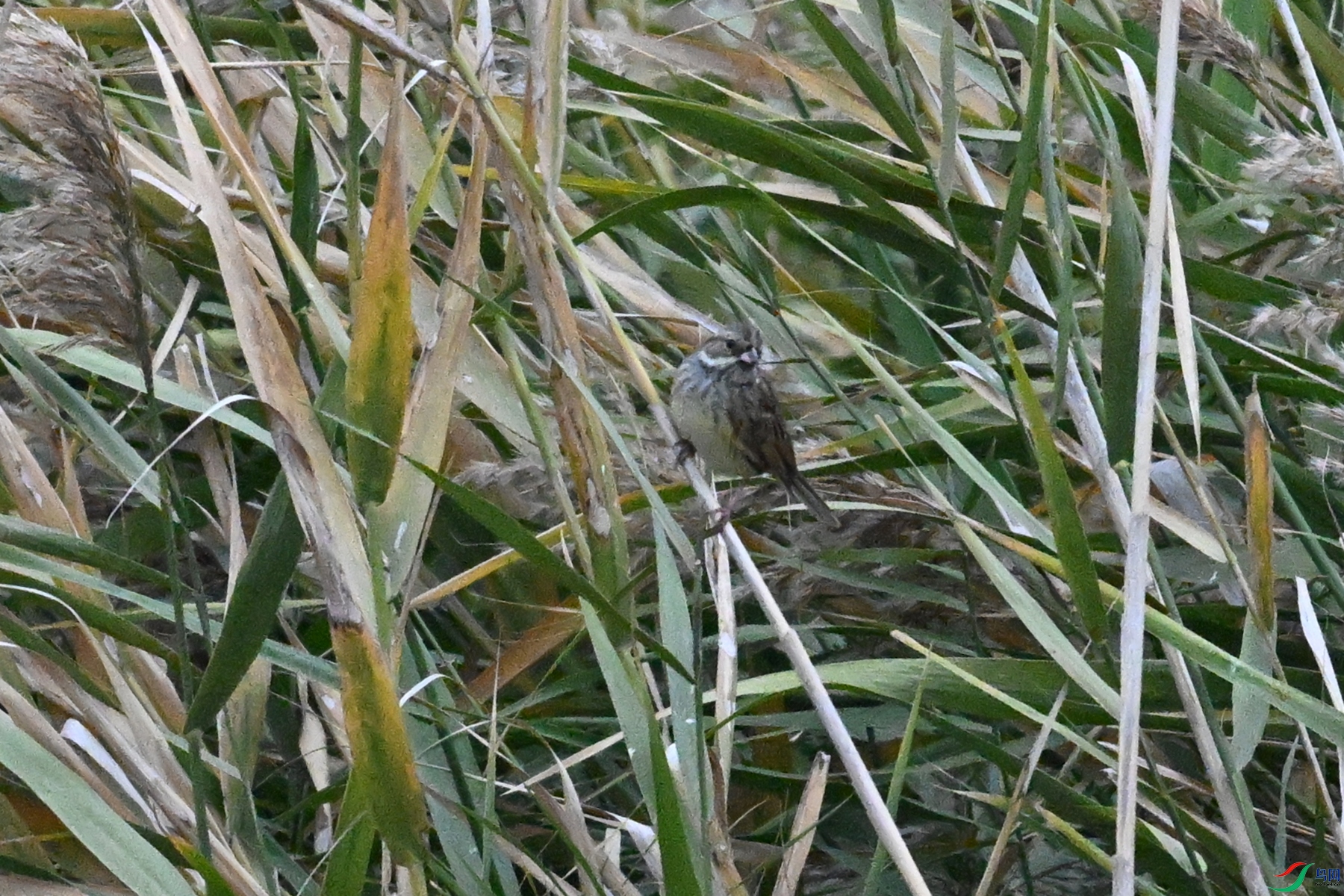 DSC_7799.JPG