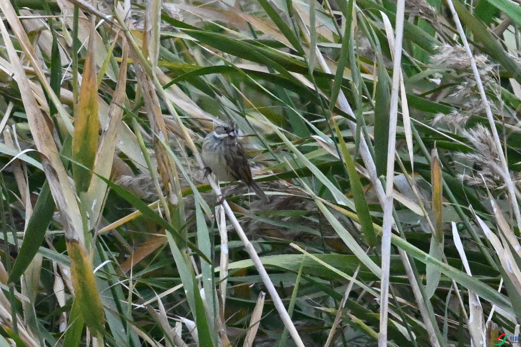 DSC_7800.JPG