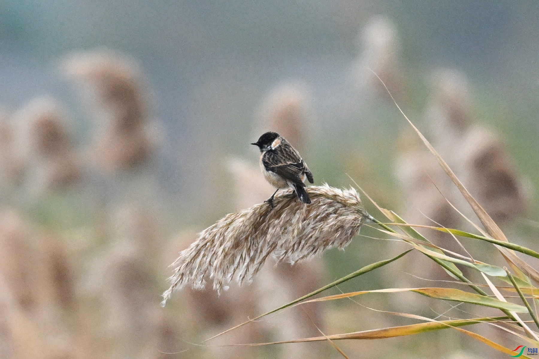 DSC_7817.JPG
