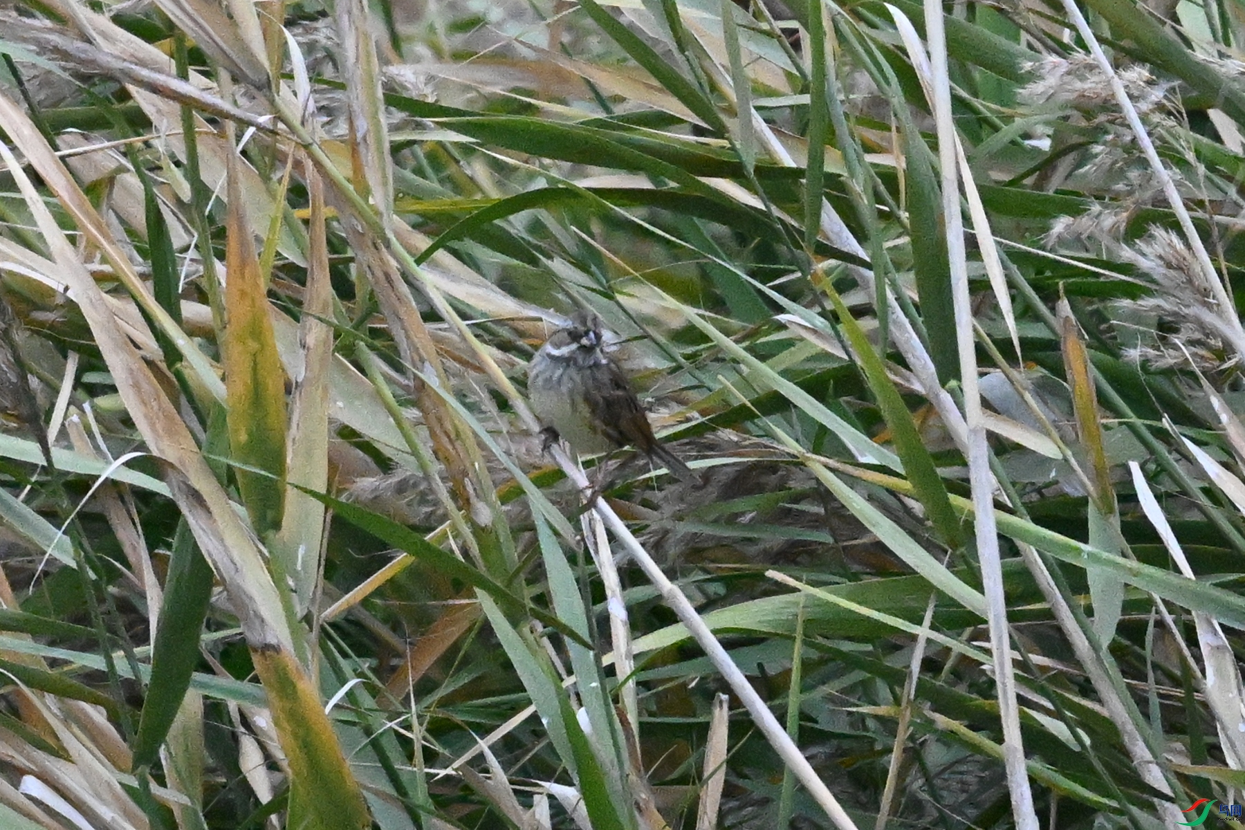 DSC_7801.JPG