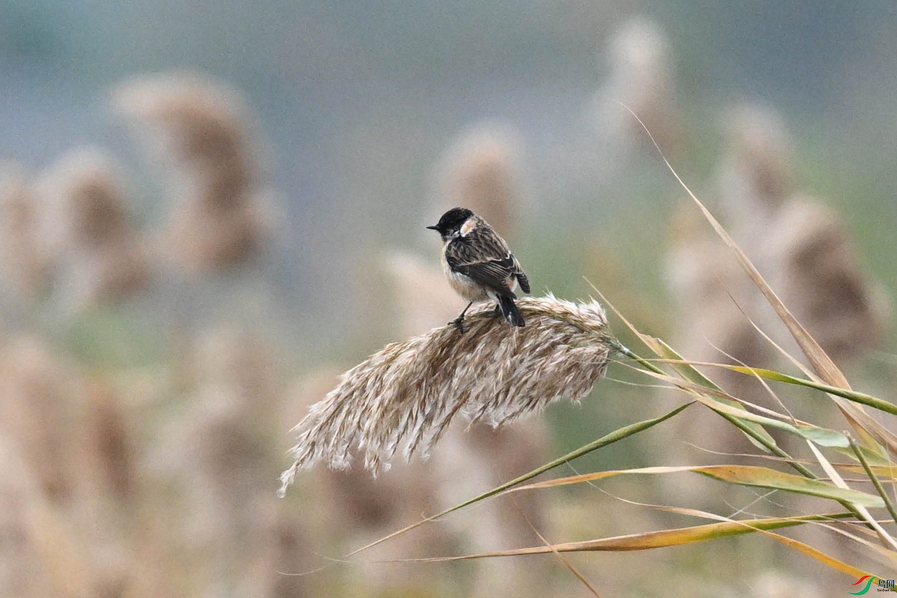 DSC_7818.JPG