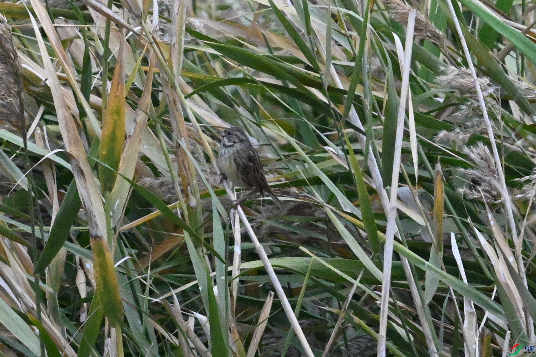 DSC_7802.JPG