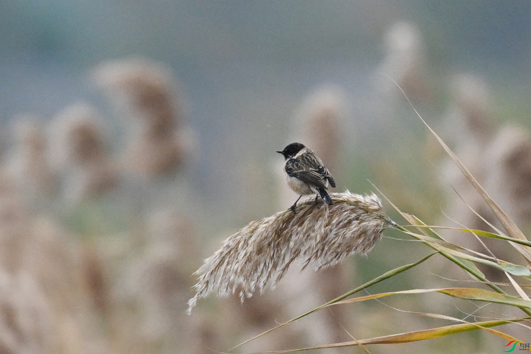 DSC_7820.JPG
