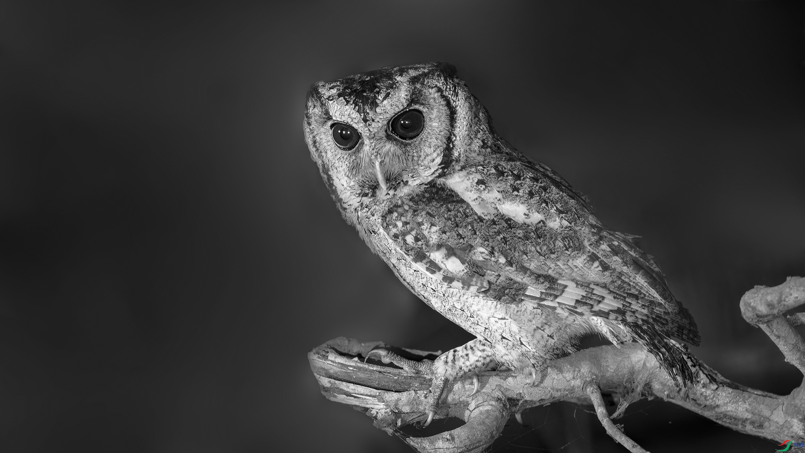 _DSC9411_DxO.jpg
