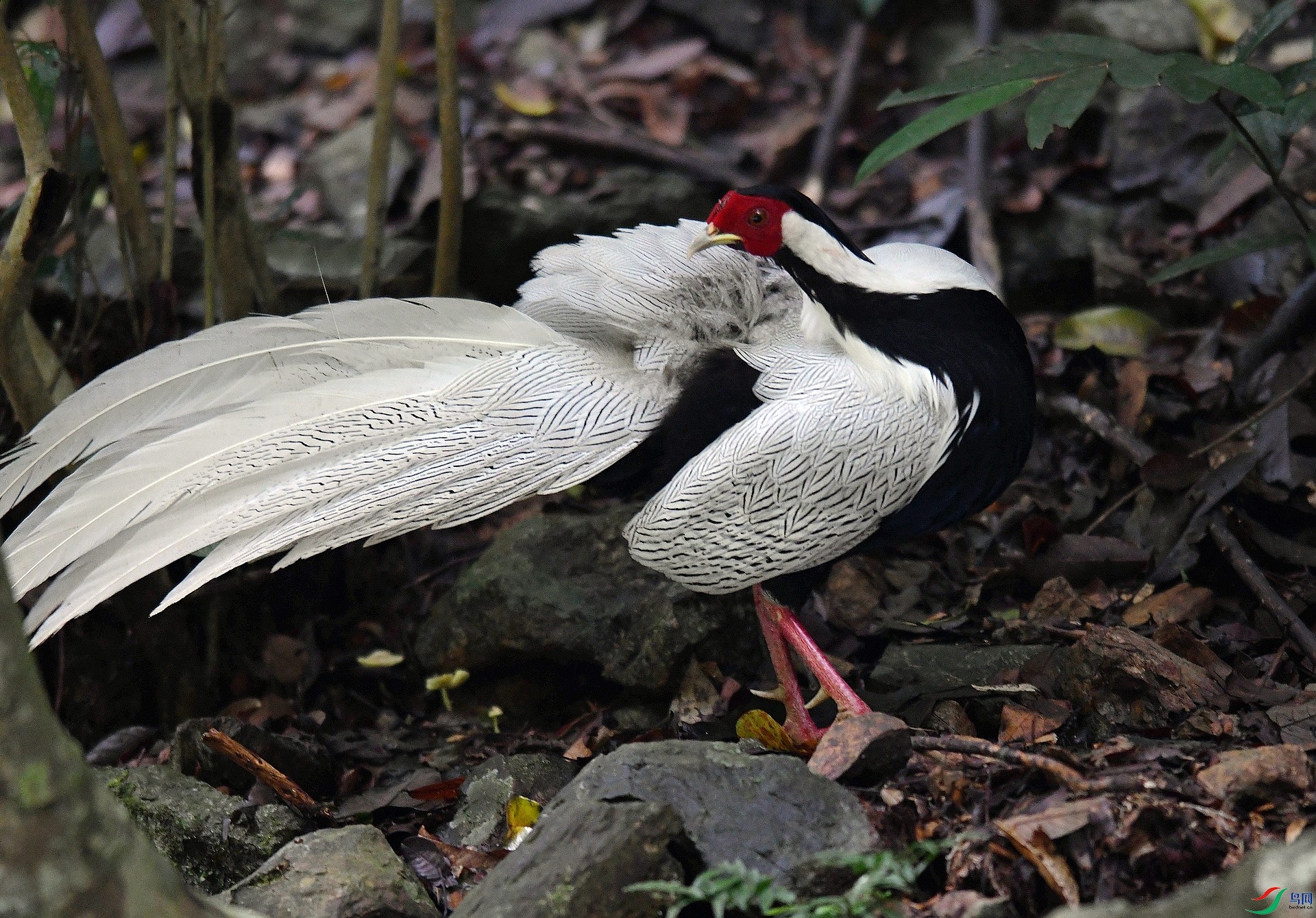 DSC_2271.jpg