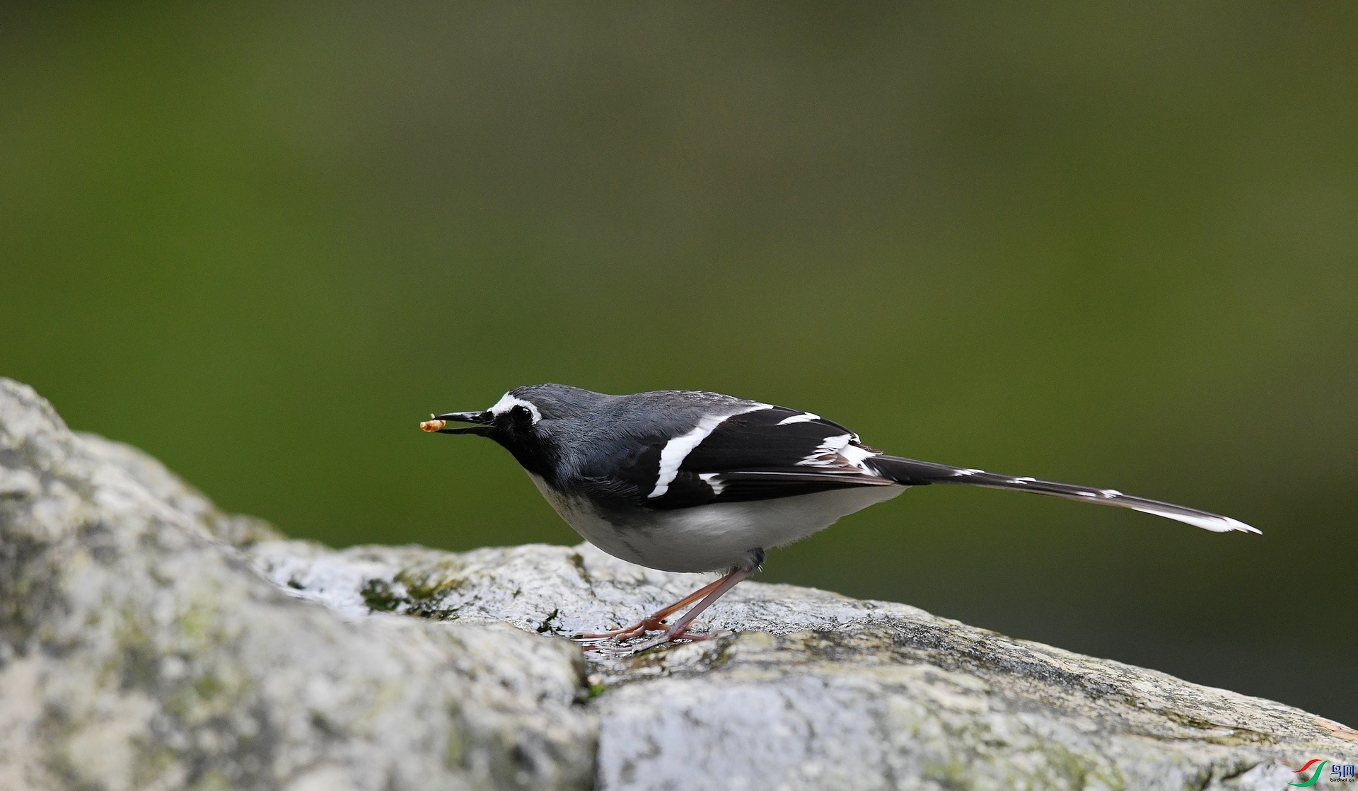 DSC_2229.jpg
