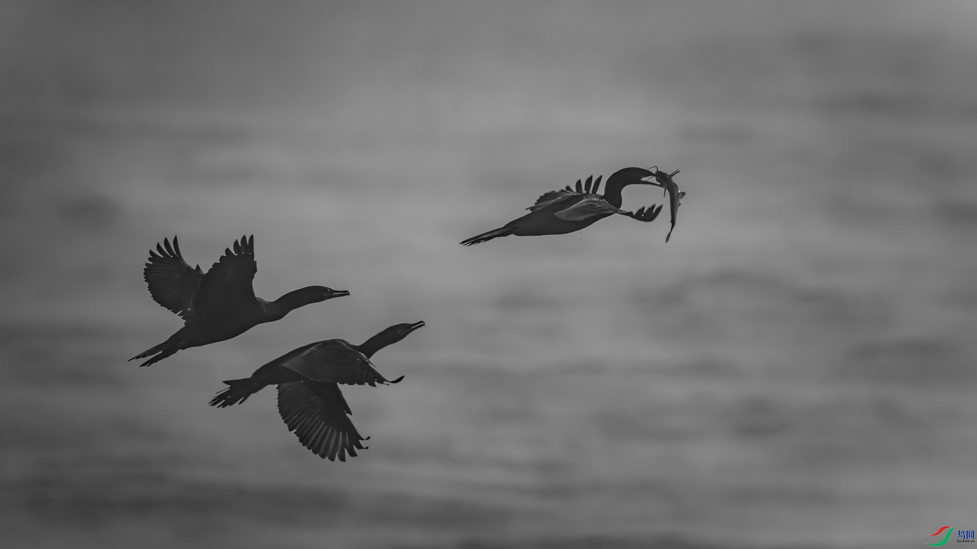 9I6A8130_1.jpg