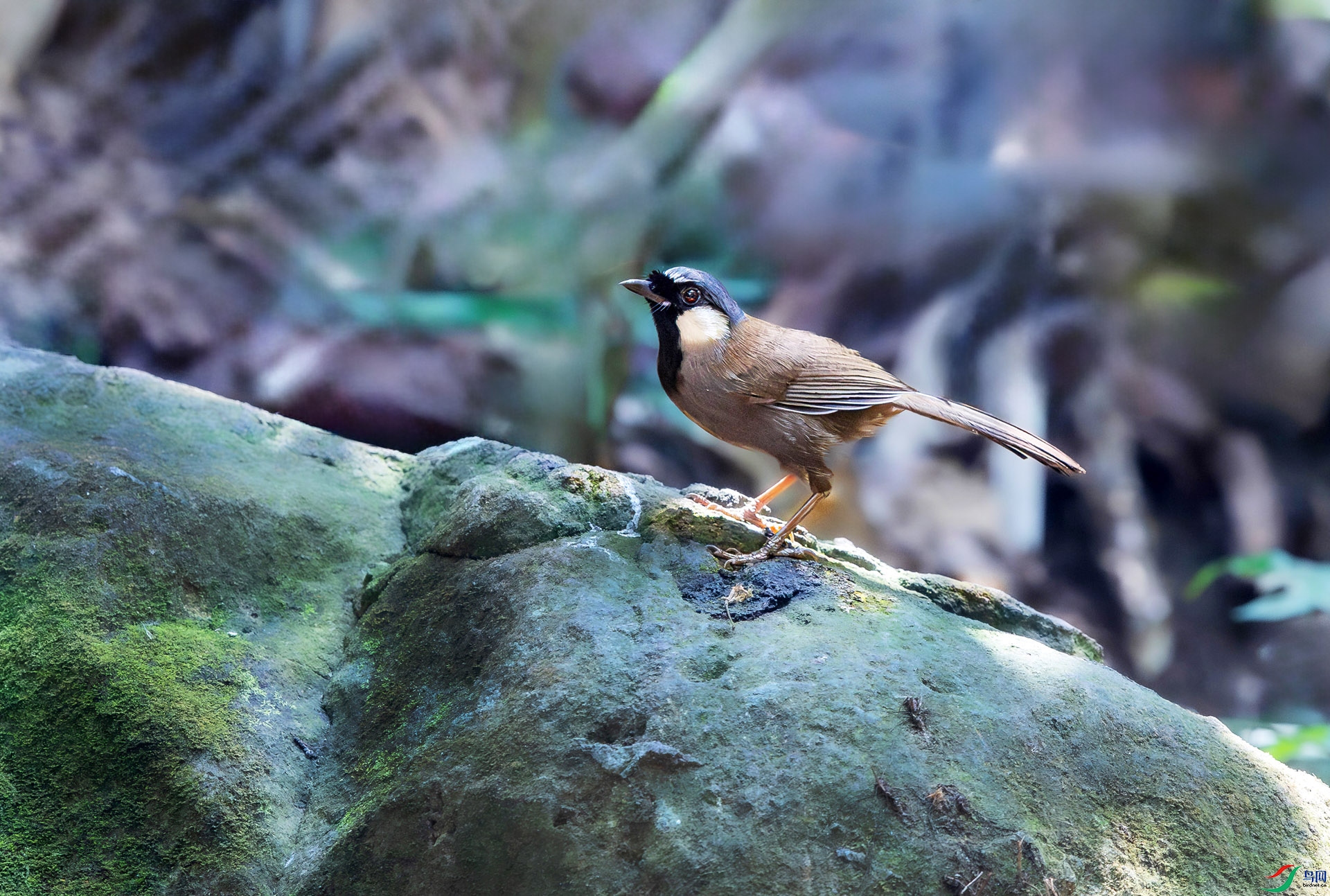 25_9118 ����.jpg