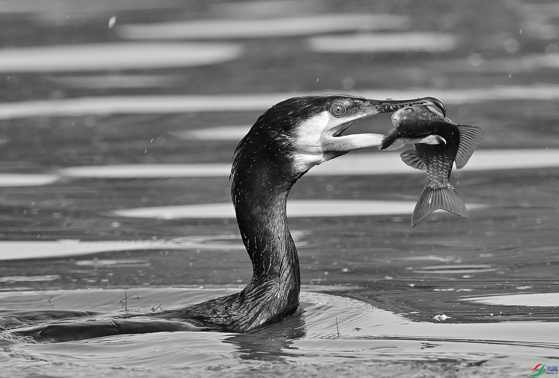 DSC_2551.JPG