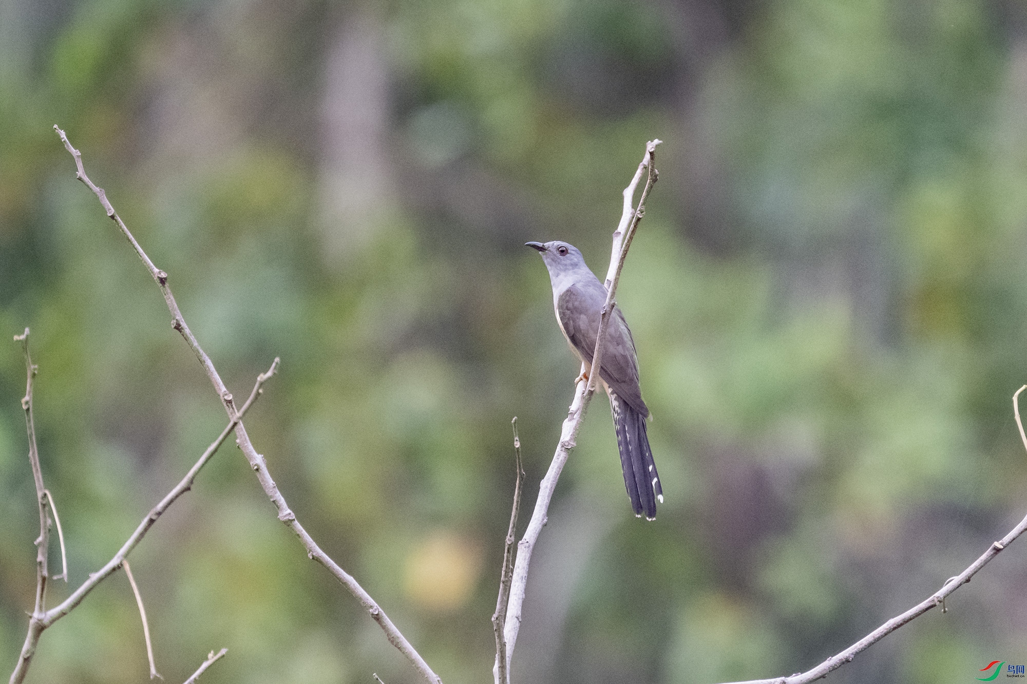 DSC_7798.jpg