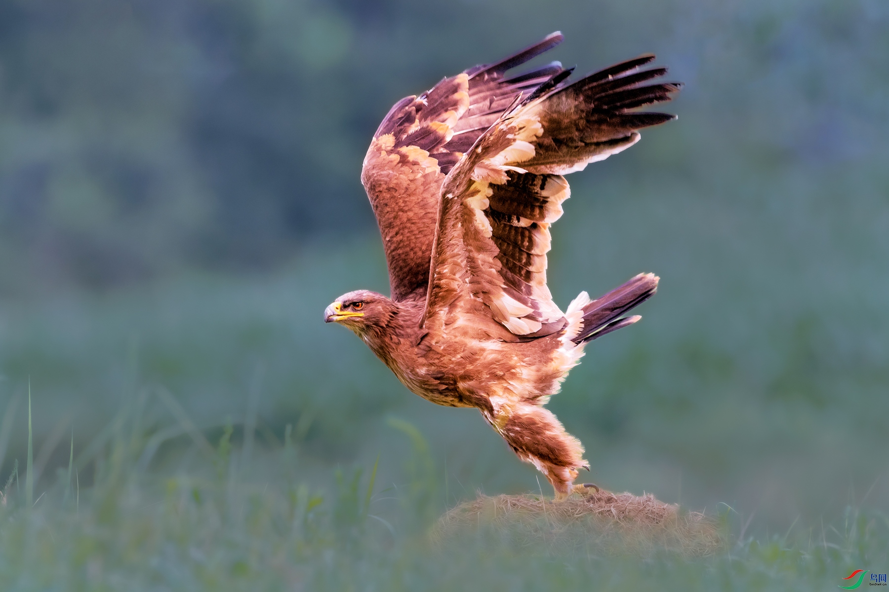 ��ԭ��----�����