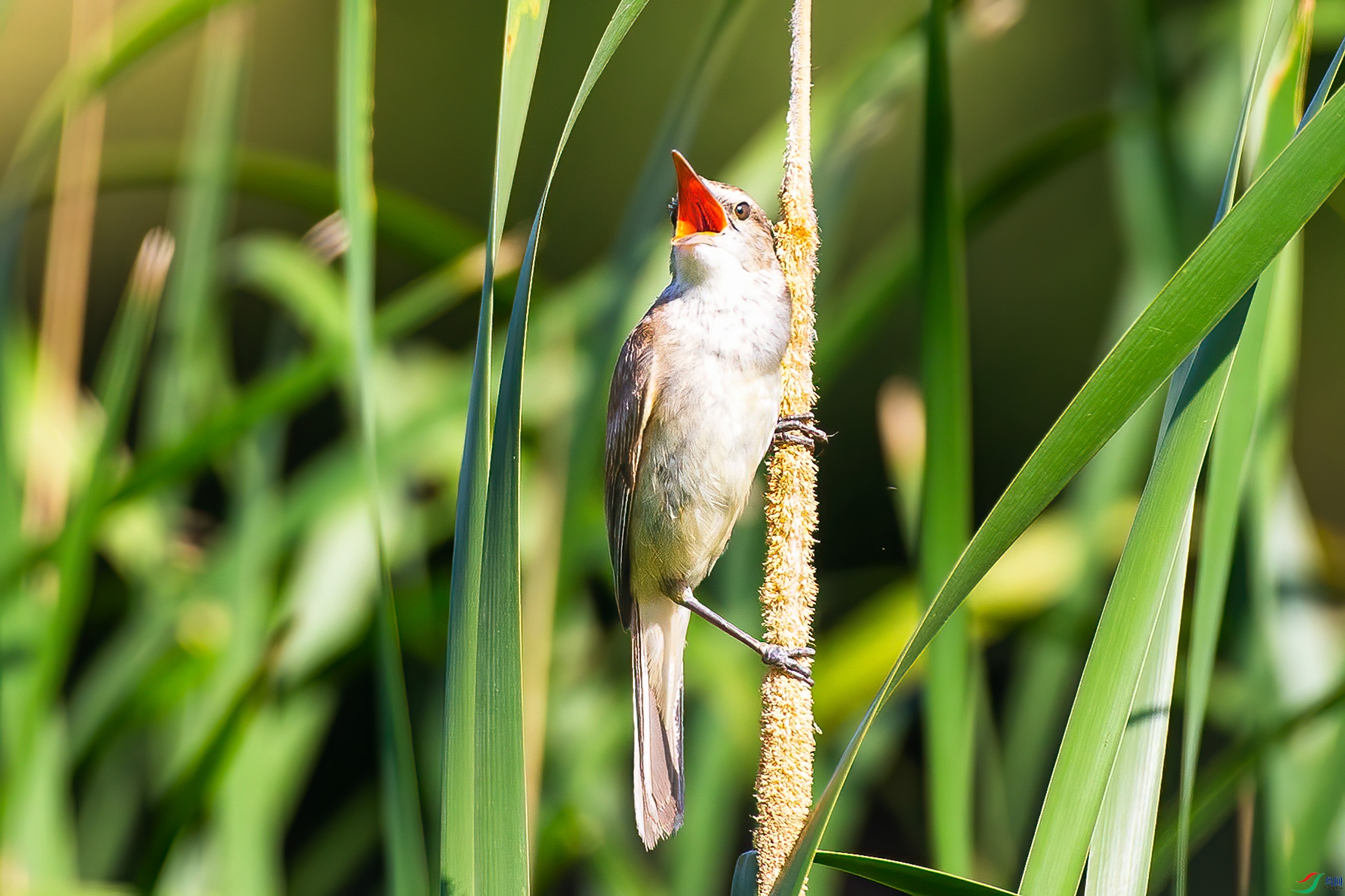 AP7R1245.jpg
