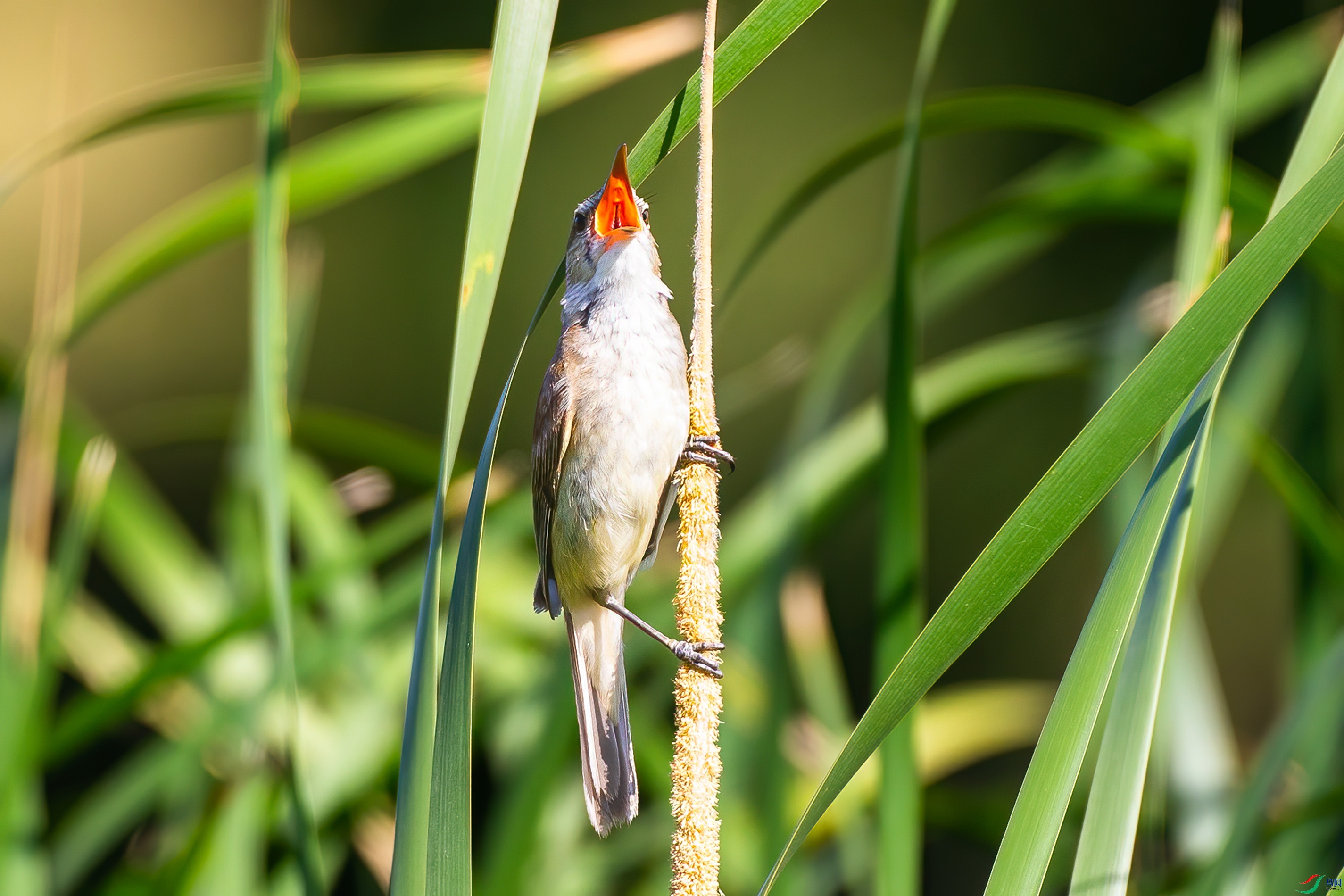AP7R1252.jpg