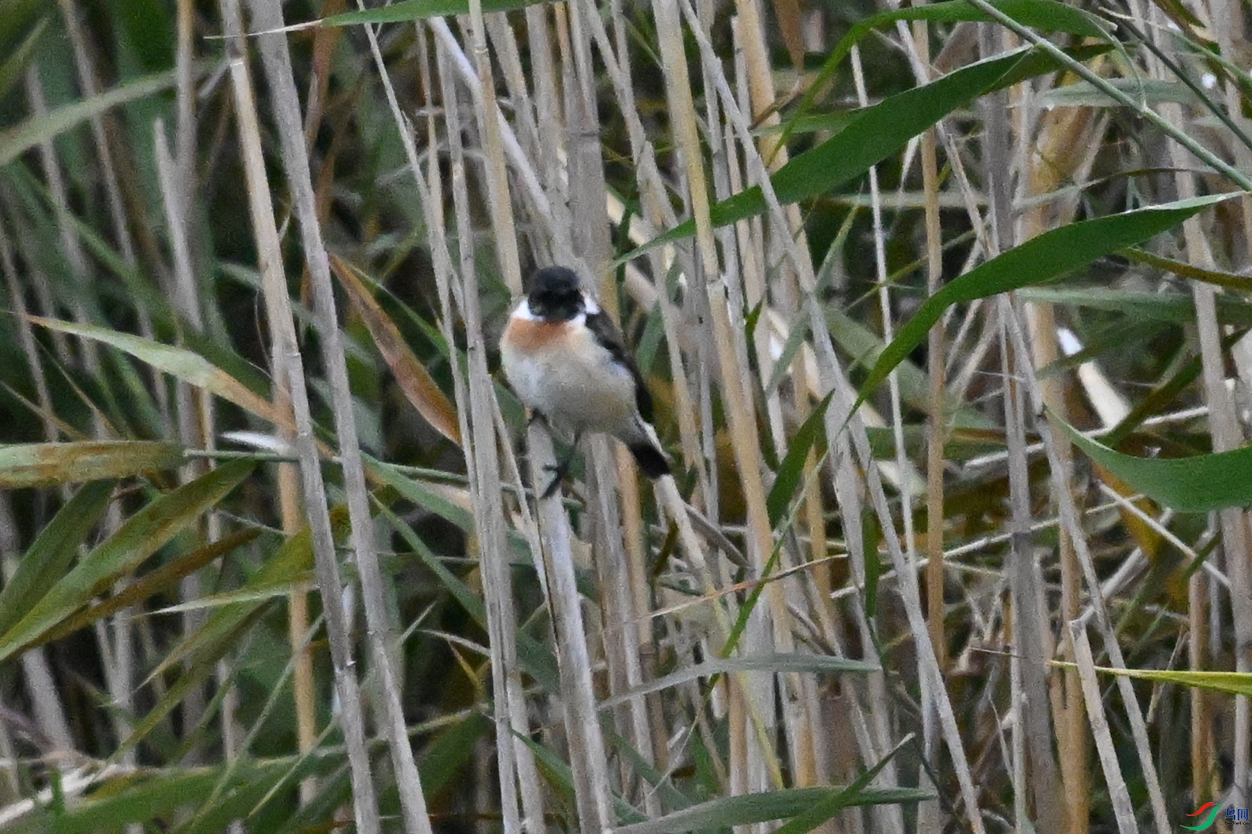 DSC_7811.JPG