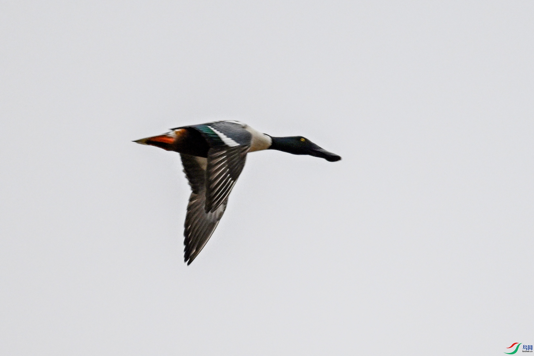 DSC_7826.JPG