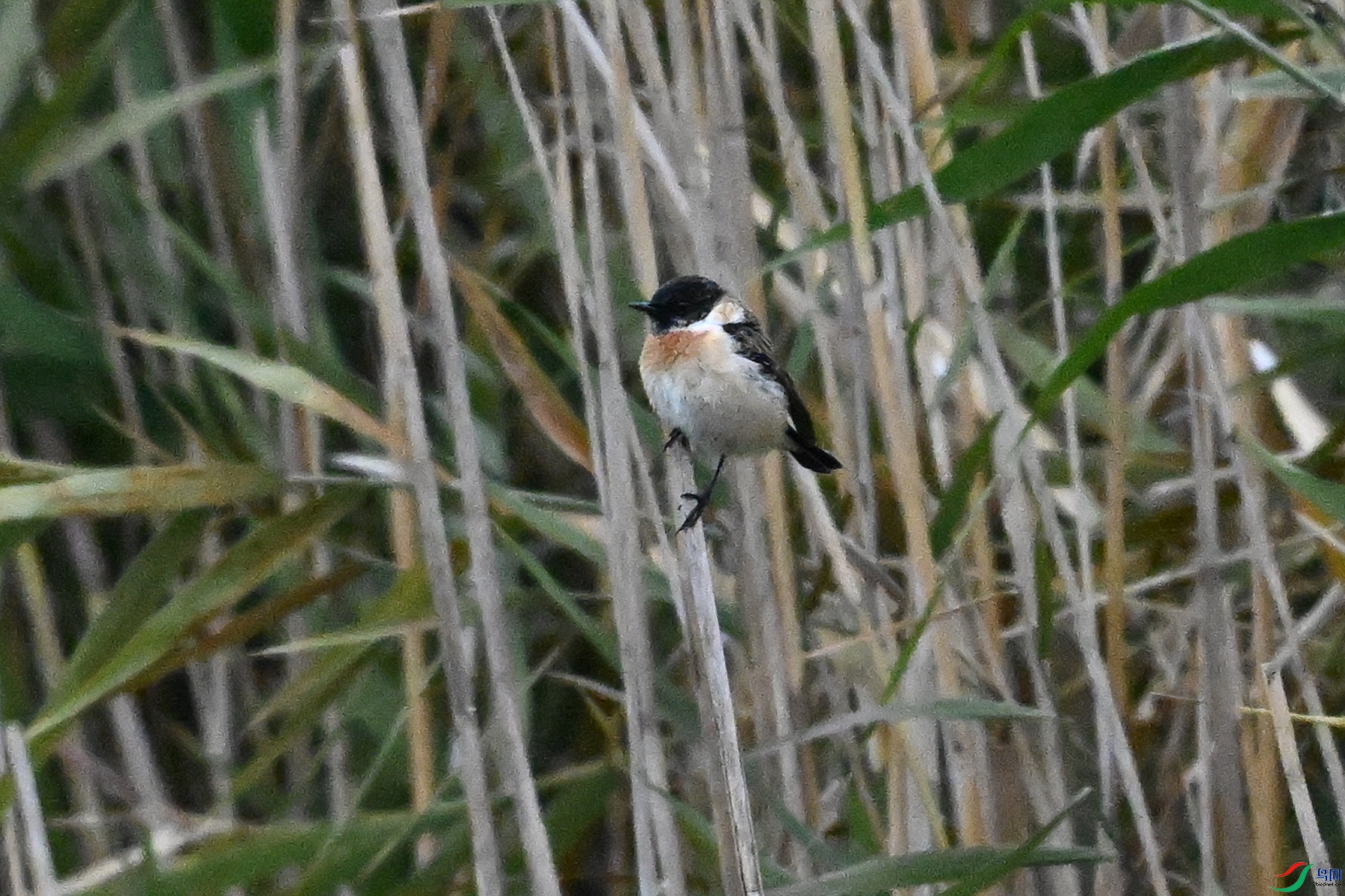 DSC_7813.JPG