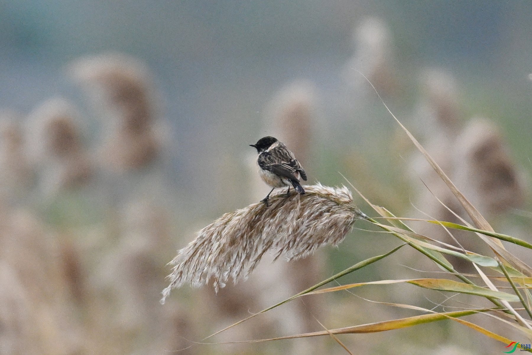 DSC_7819.JPG