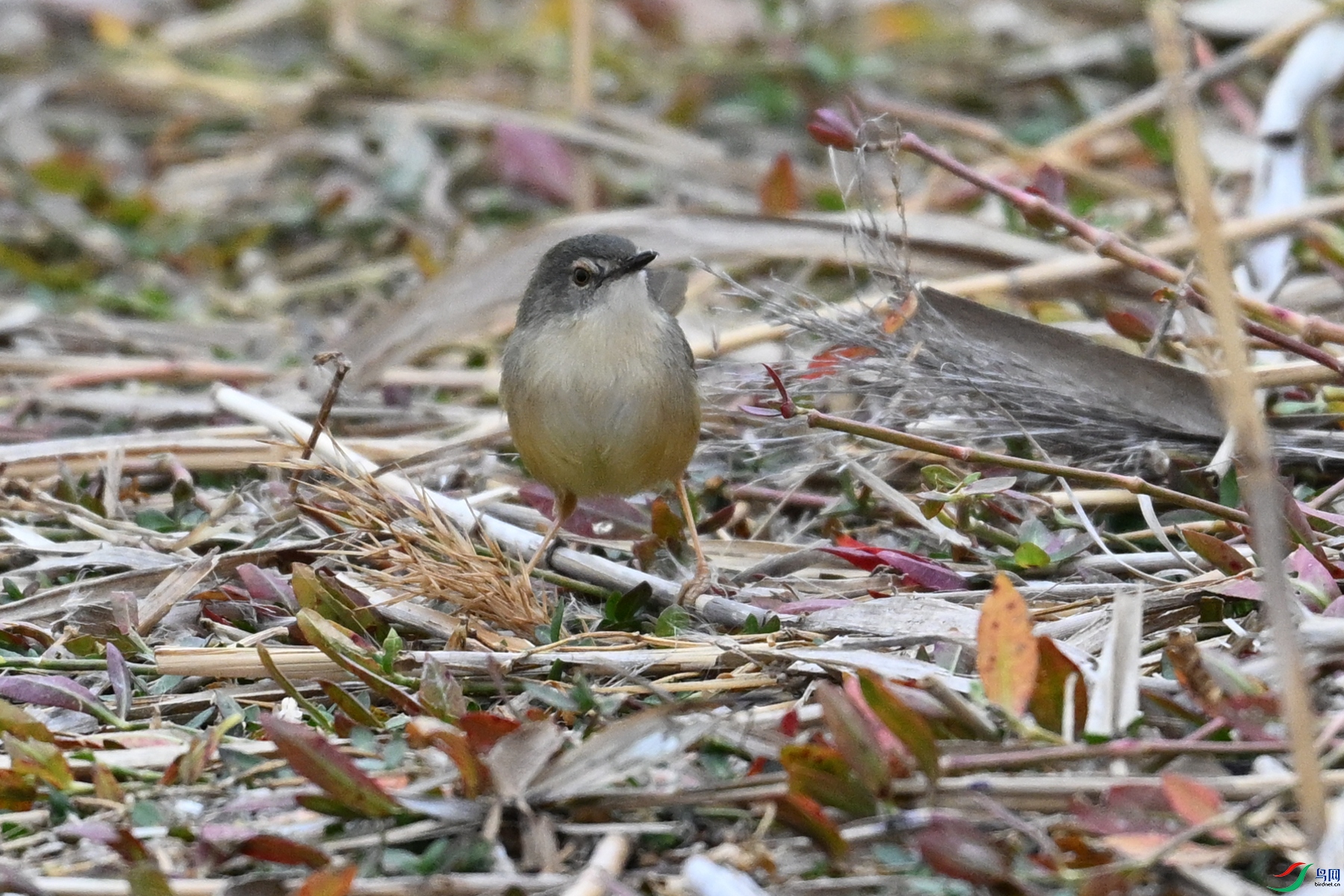 DSC_7832.JPG