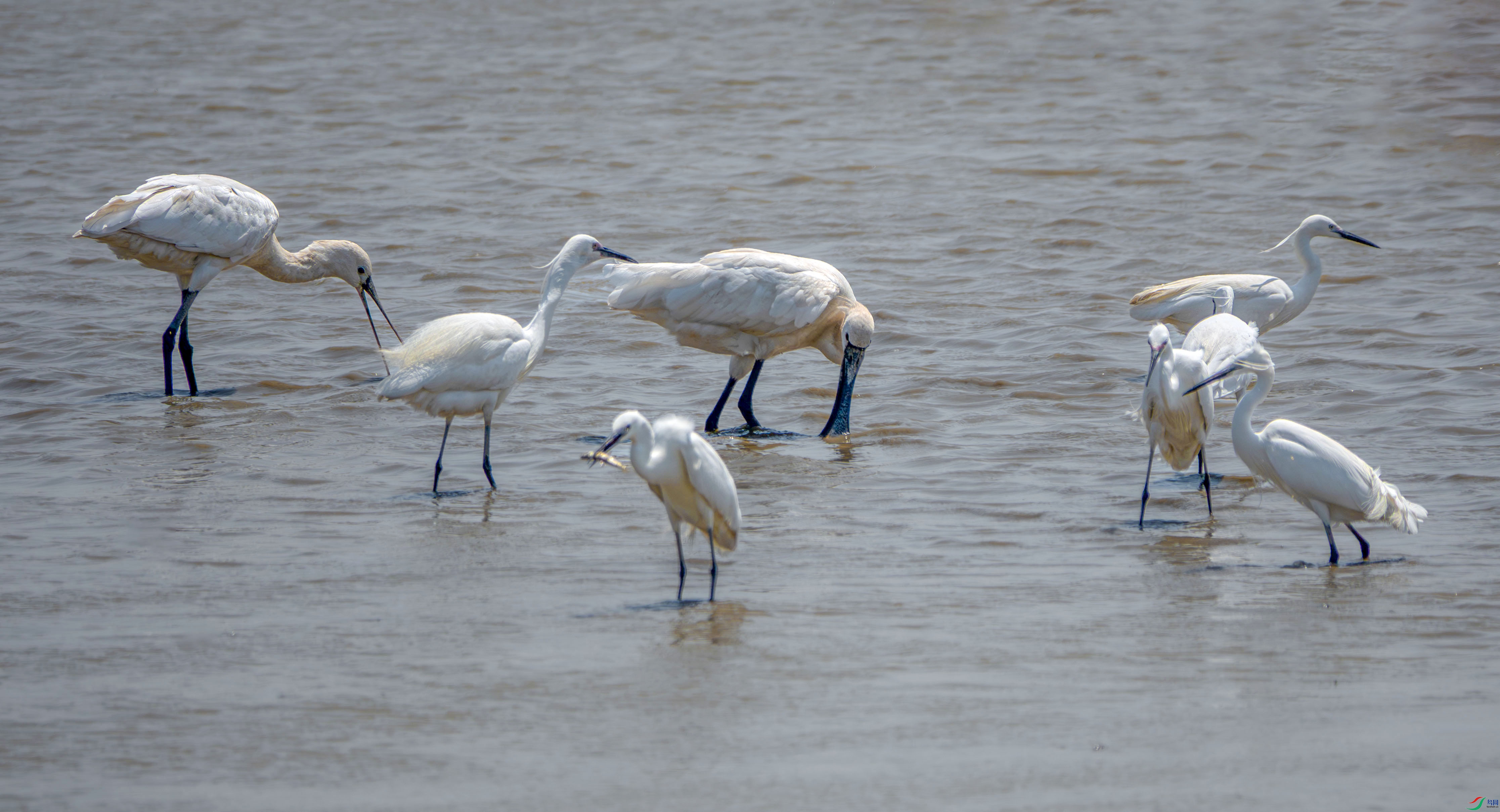 DSC01786 ����.jpg