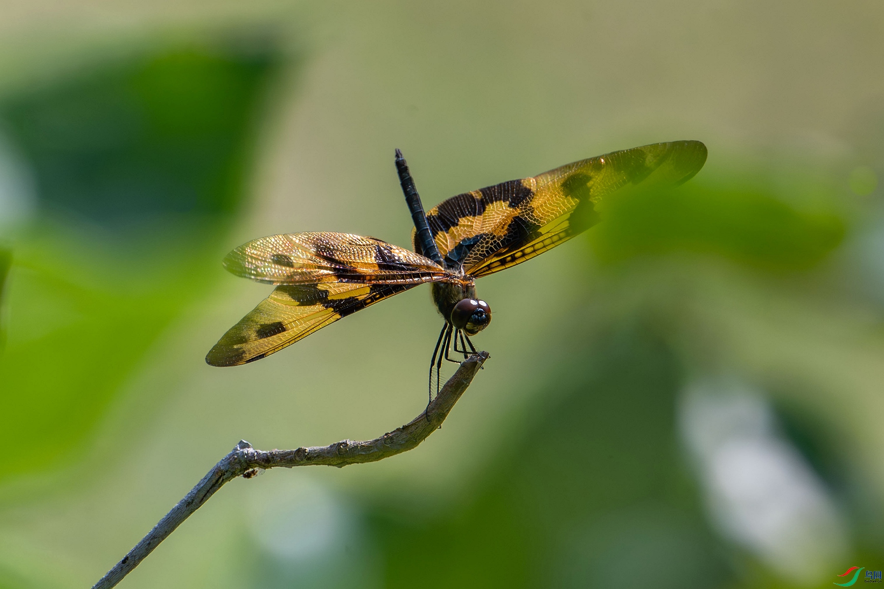 DSC_3715_����.jpg