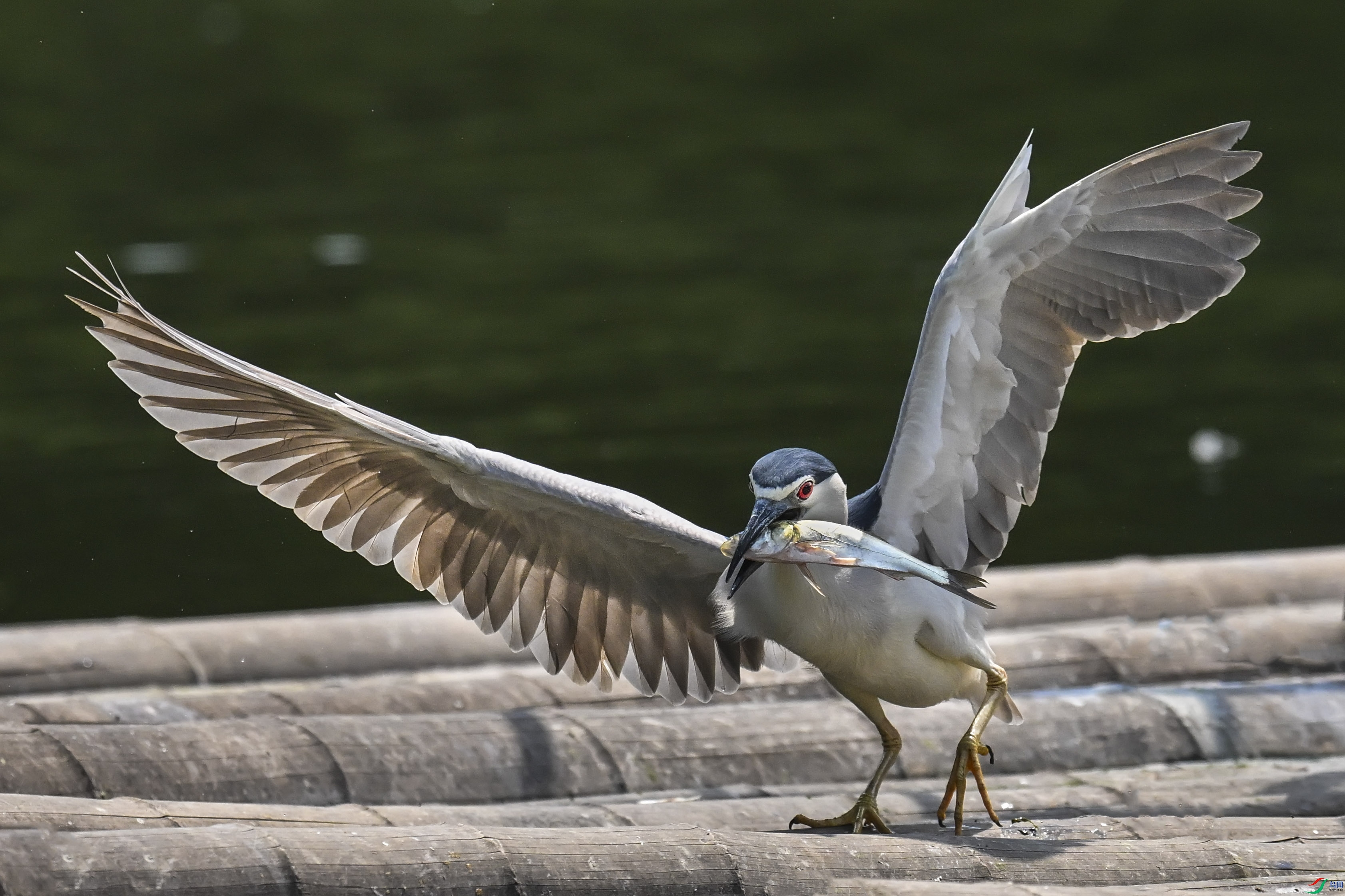 DSC_6841.jpg