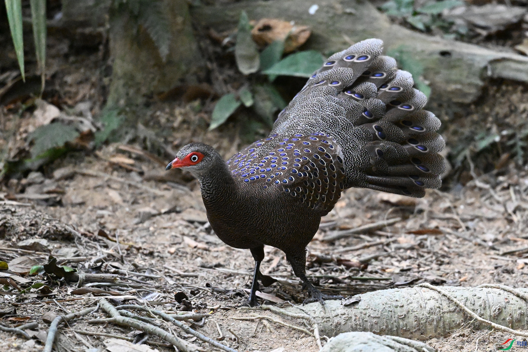 DSC_7704.JPG
