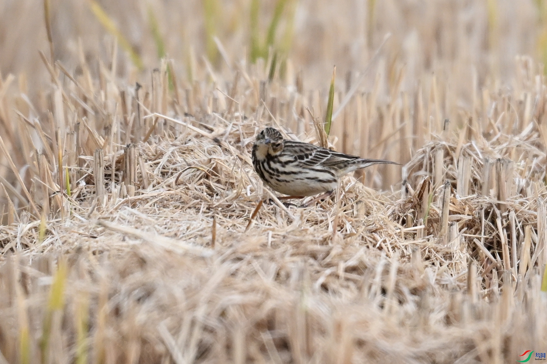 DSC_7865.JPG