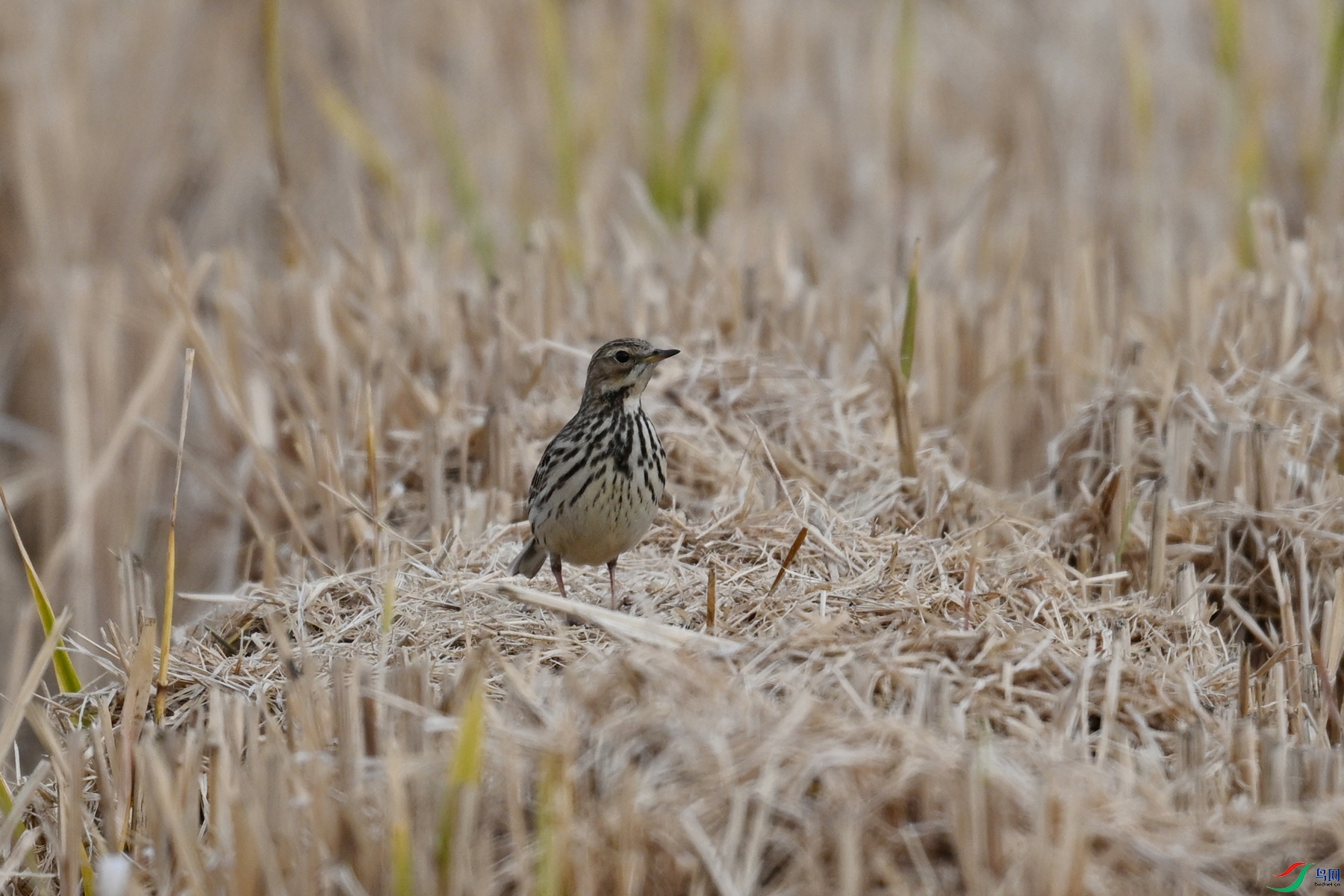 DSC_7867.JPG