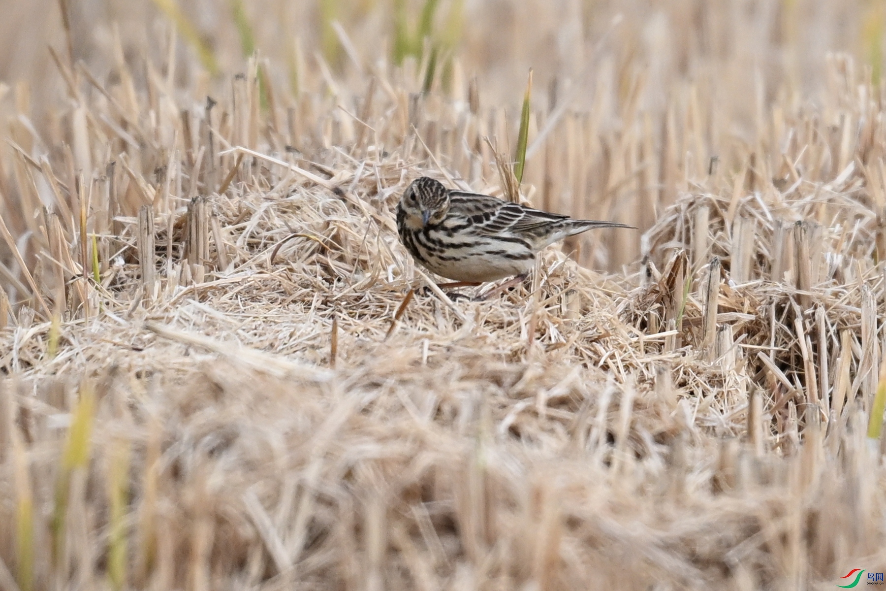 DSC_7866.JPG